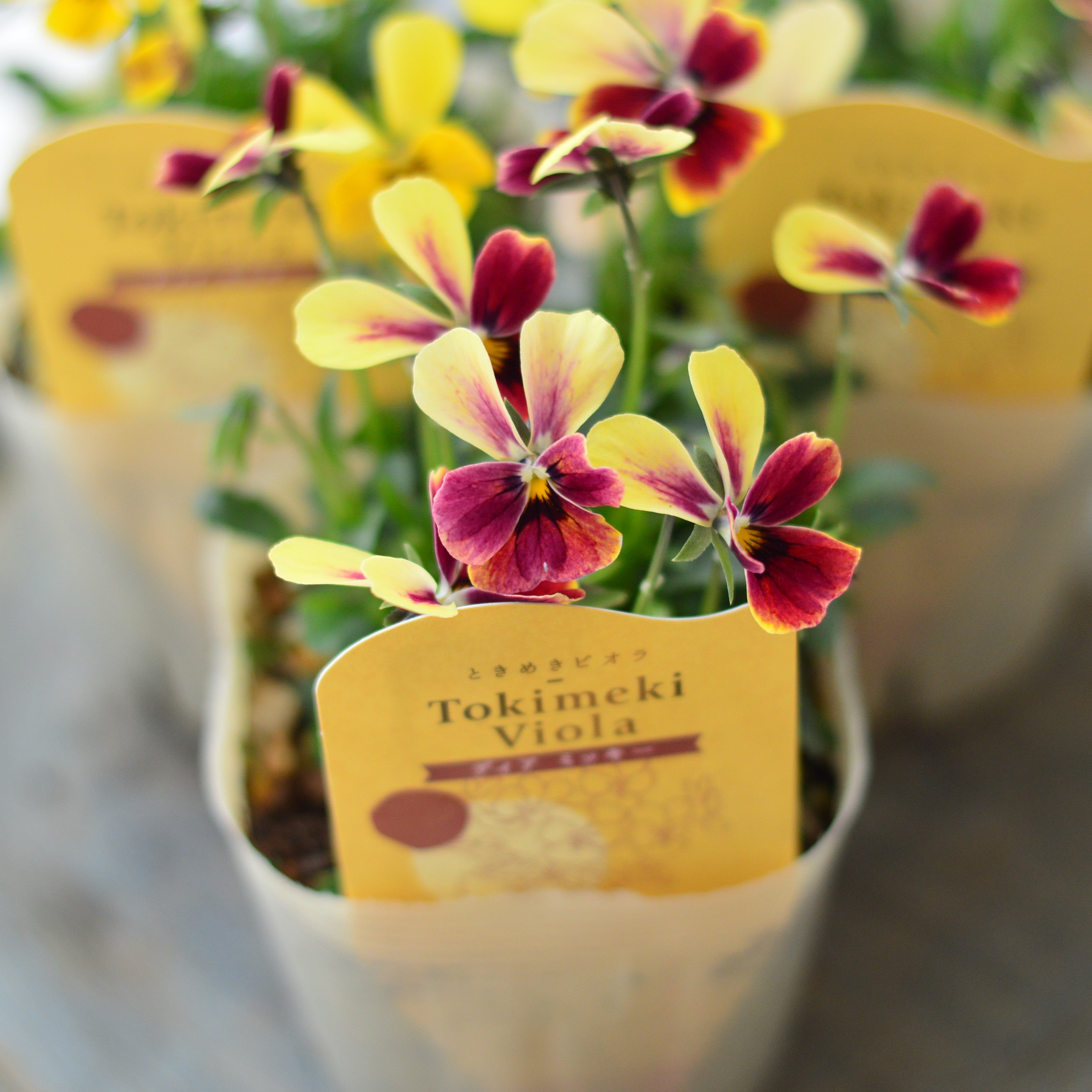 【奥田園芸さん】 ときめきビオラ　『ディアミッキー』　3.5寸POT