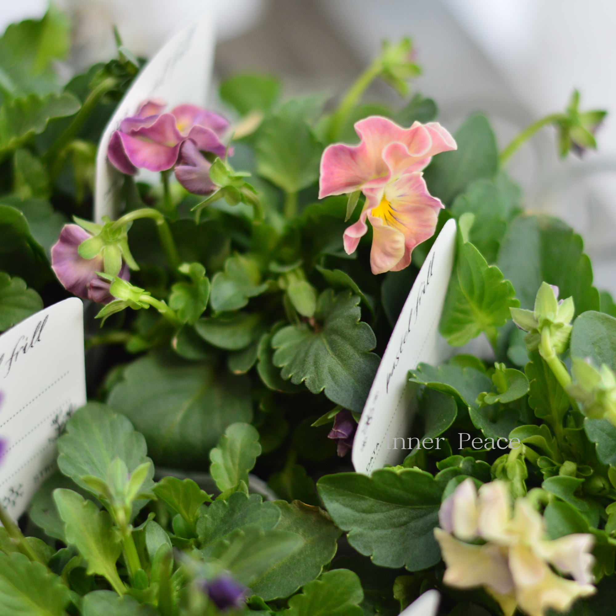 【桂楓園さんオリジナル】 パンジー　『pasfri  ～パスフリ～』   3.5寸POT