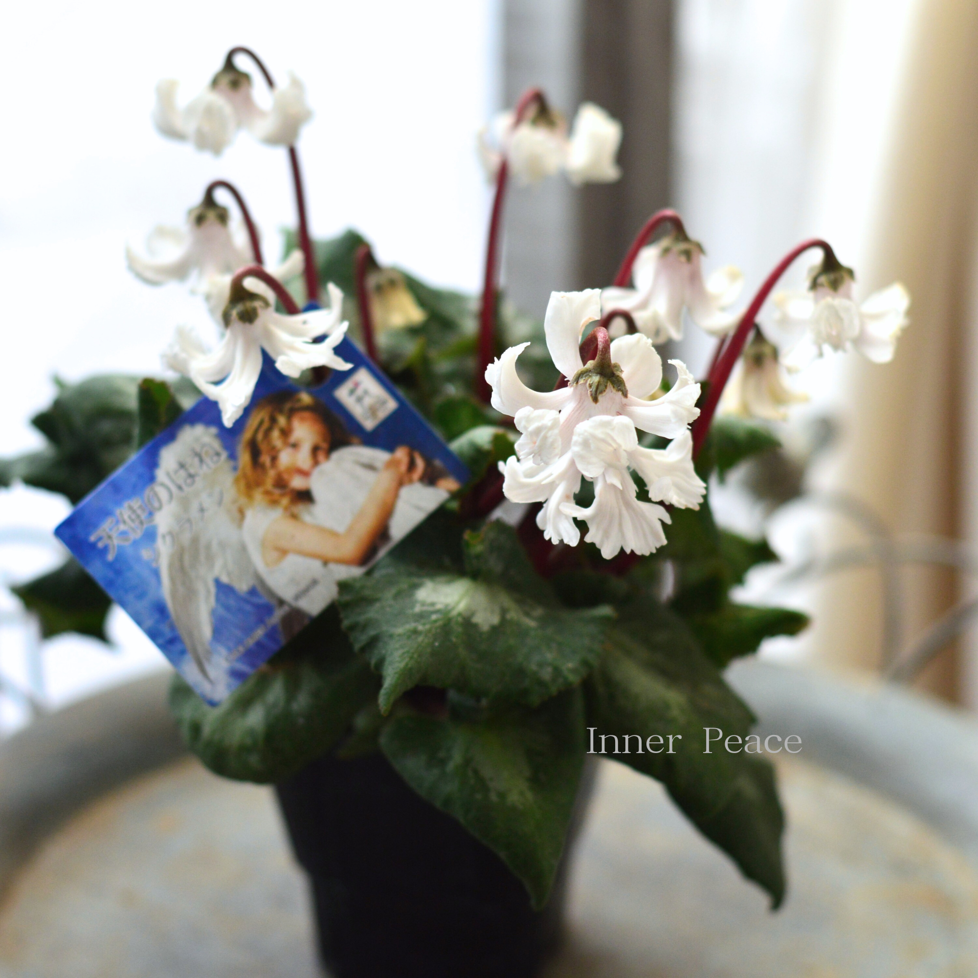 【かわいい】 シクラメン　『天使の羽・ホワイト』　 　3寸POT