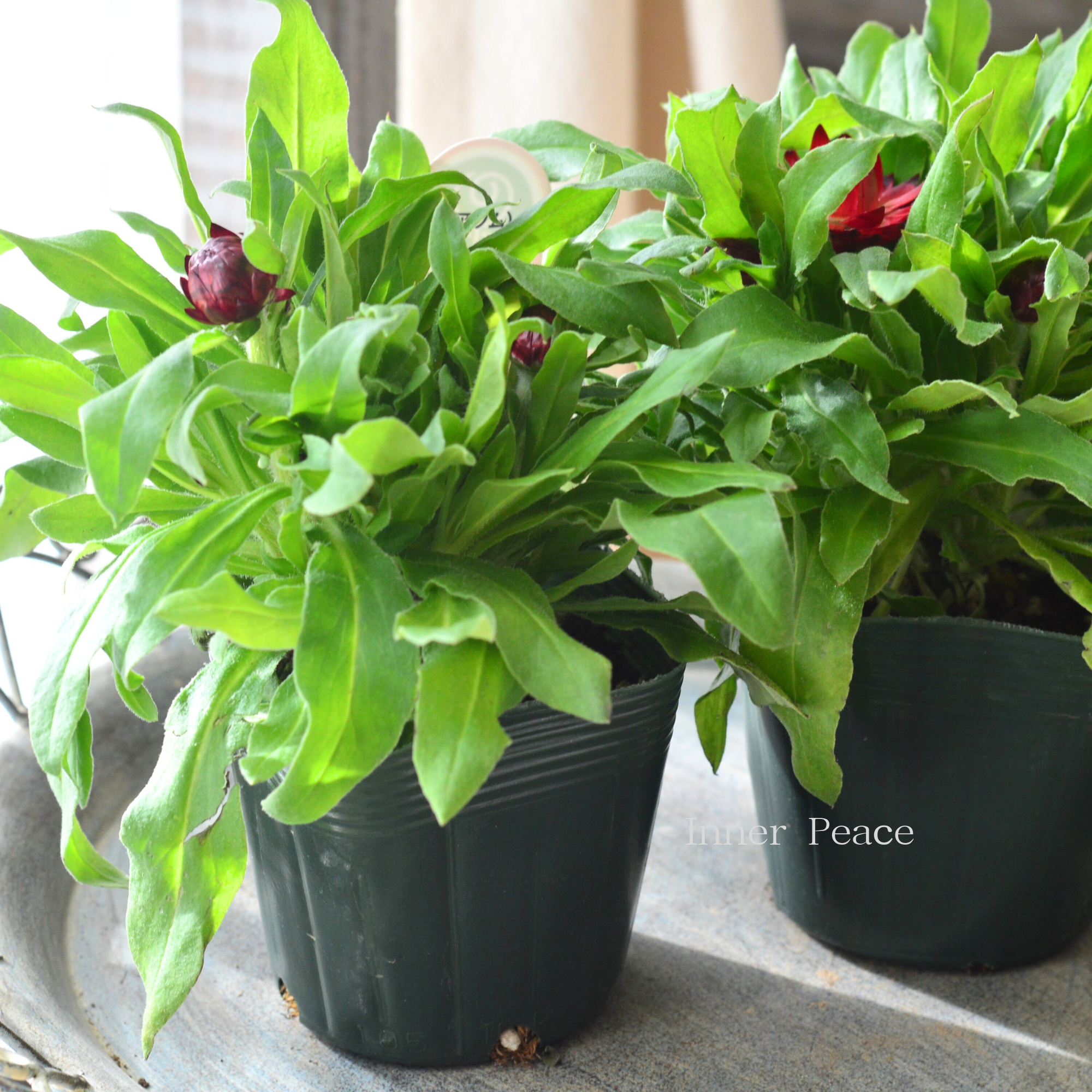 【ユニーク】 ブラクテアンサ（ヘリクリサム） 『モハベ・ダークレッド』　3.5寸POT