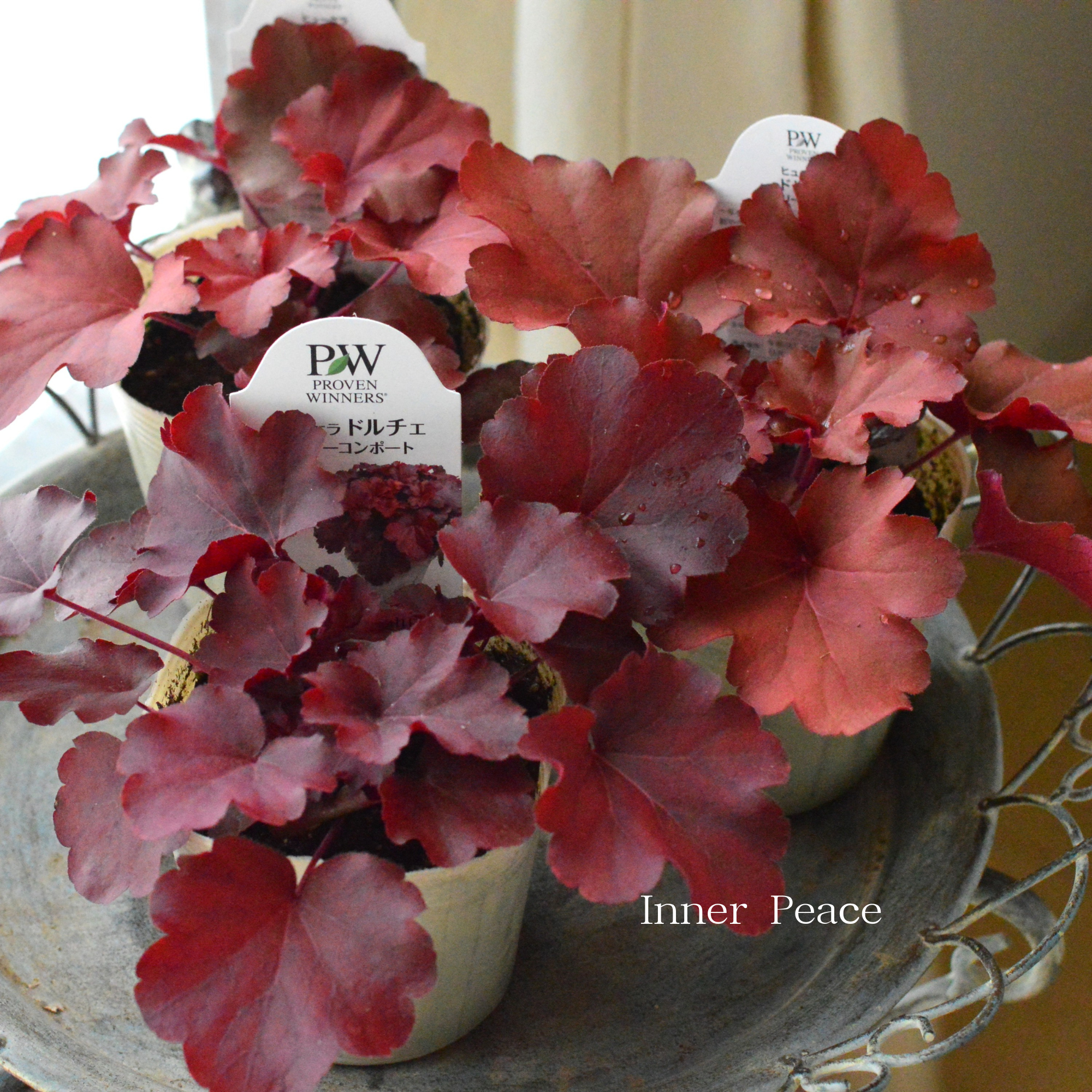 【PW】 ヒューケラ ドルチェ　『チェリーコンポート』　3.5寸POT