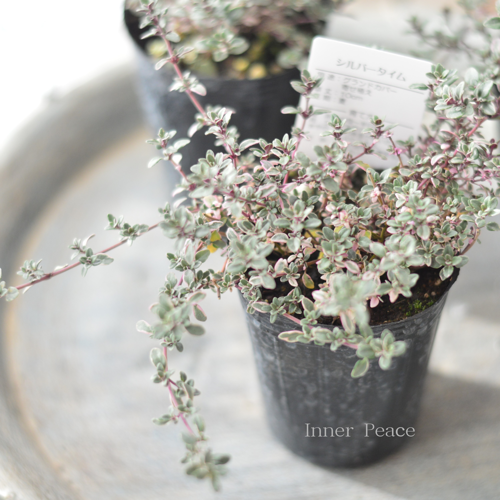 寄せ植えに】 シルバータイム 2.5寸ロングPOT