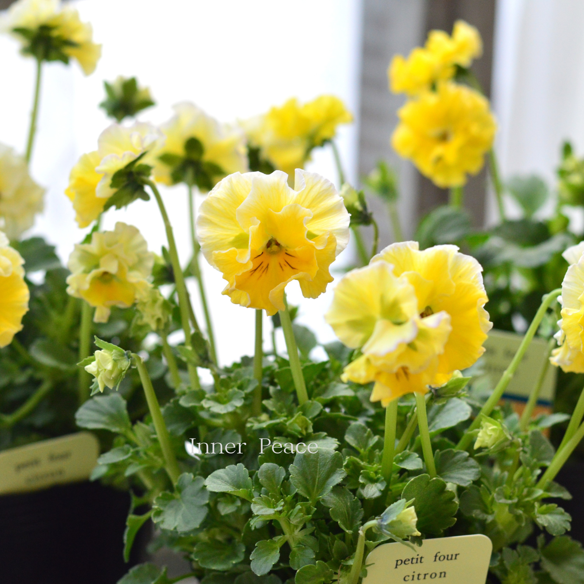 【ハルグリンさん】 ビオラ　『プティフール・シトロン』　　3寸POT