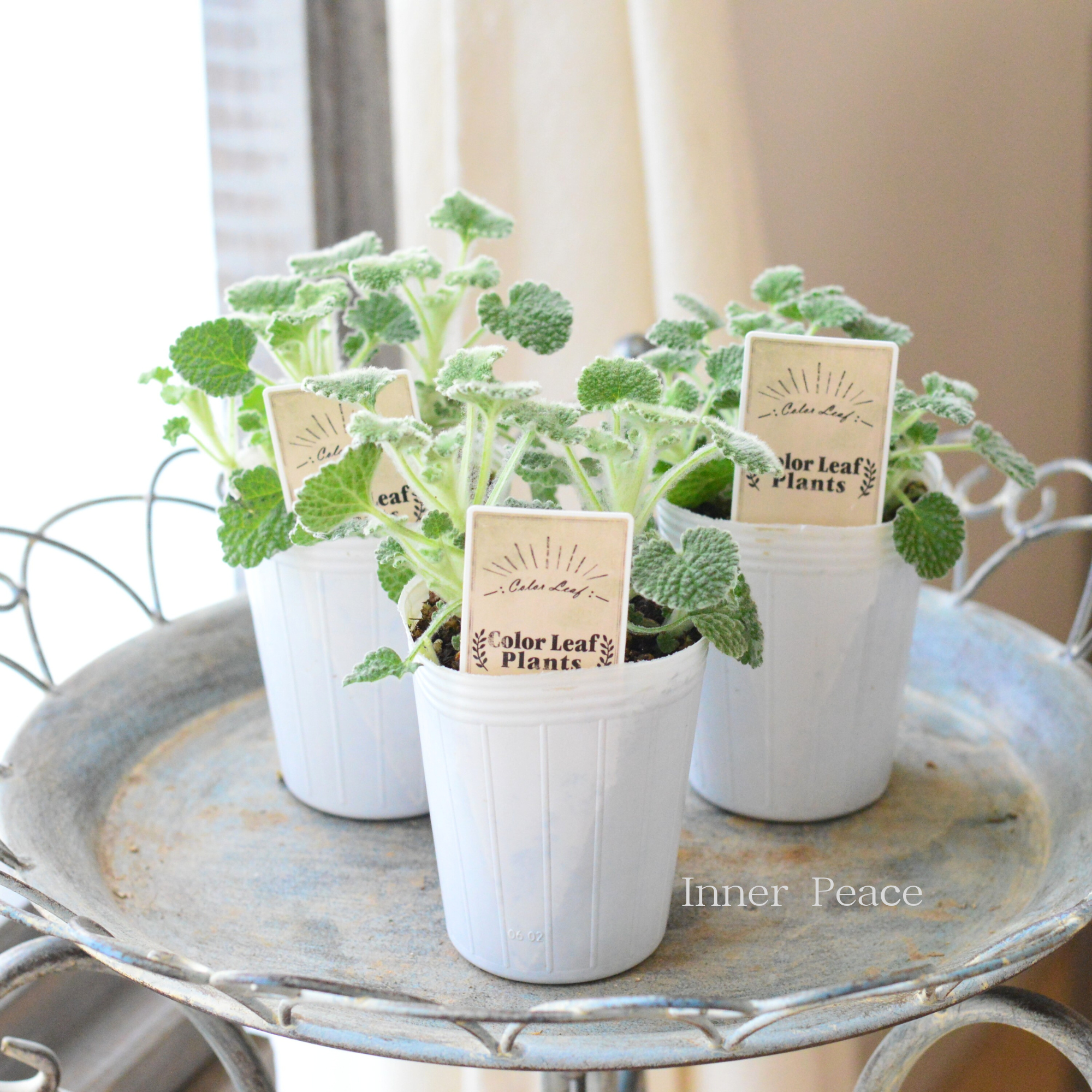 【かわいい】 マルビウム　　2.5寸POT