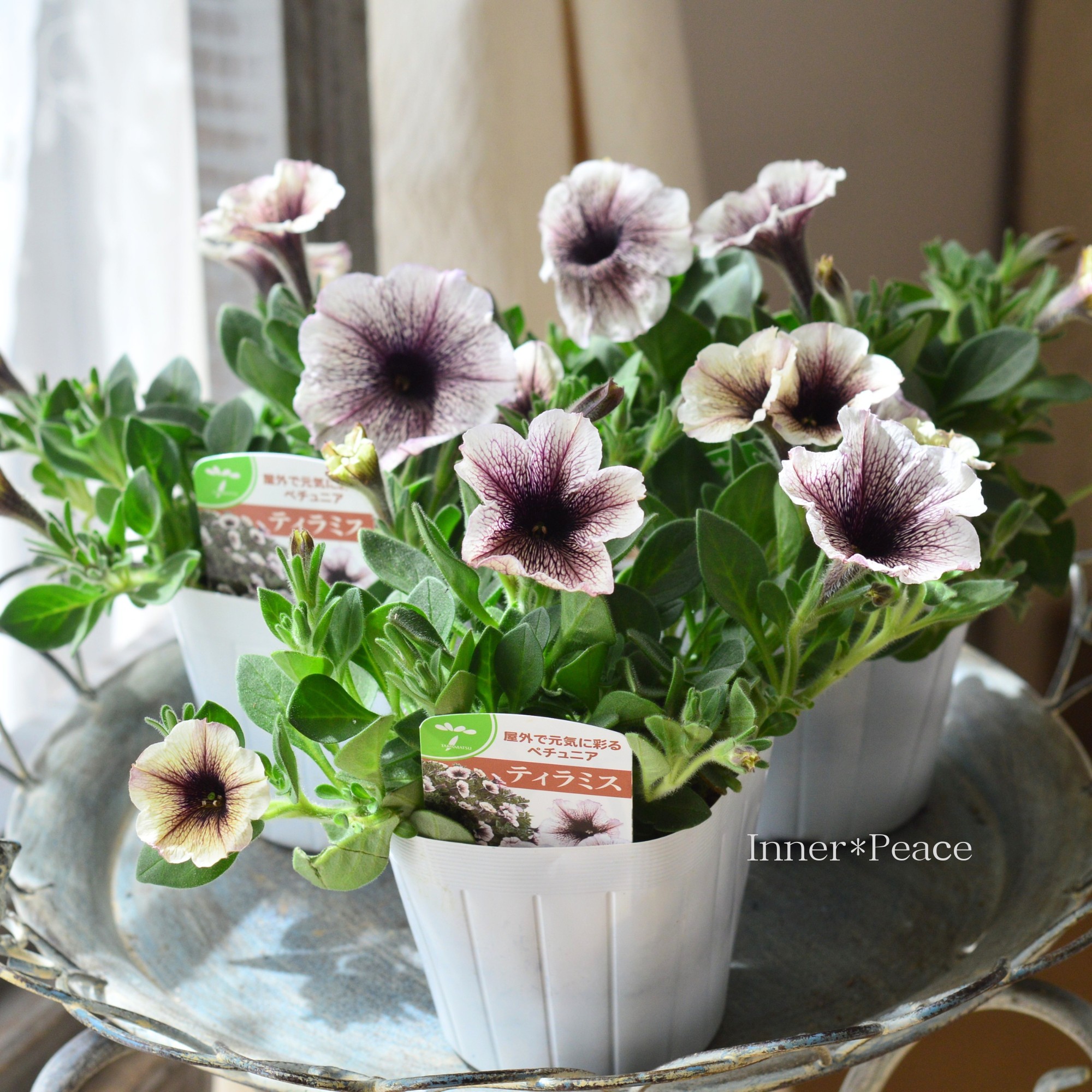 【オシャレ】 ペチュニア 『ティー・ティラミス』　　3.5寸POT