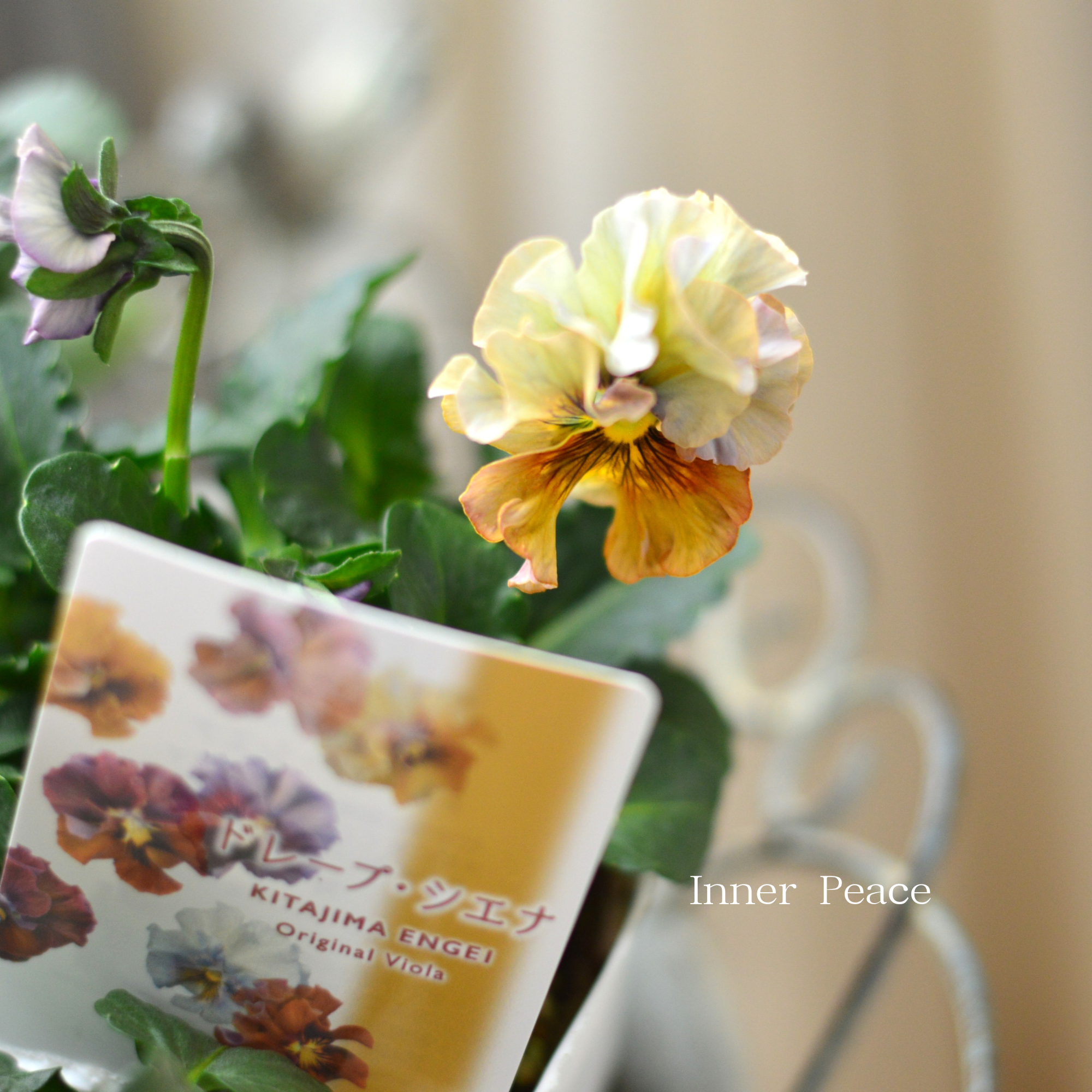 【北島園芸さん】 ビオラ　『ドレープシエナ』　3.5寸POT