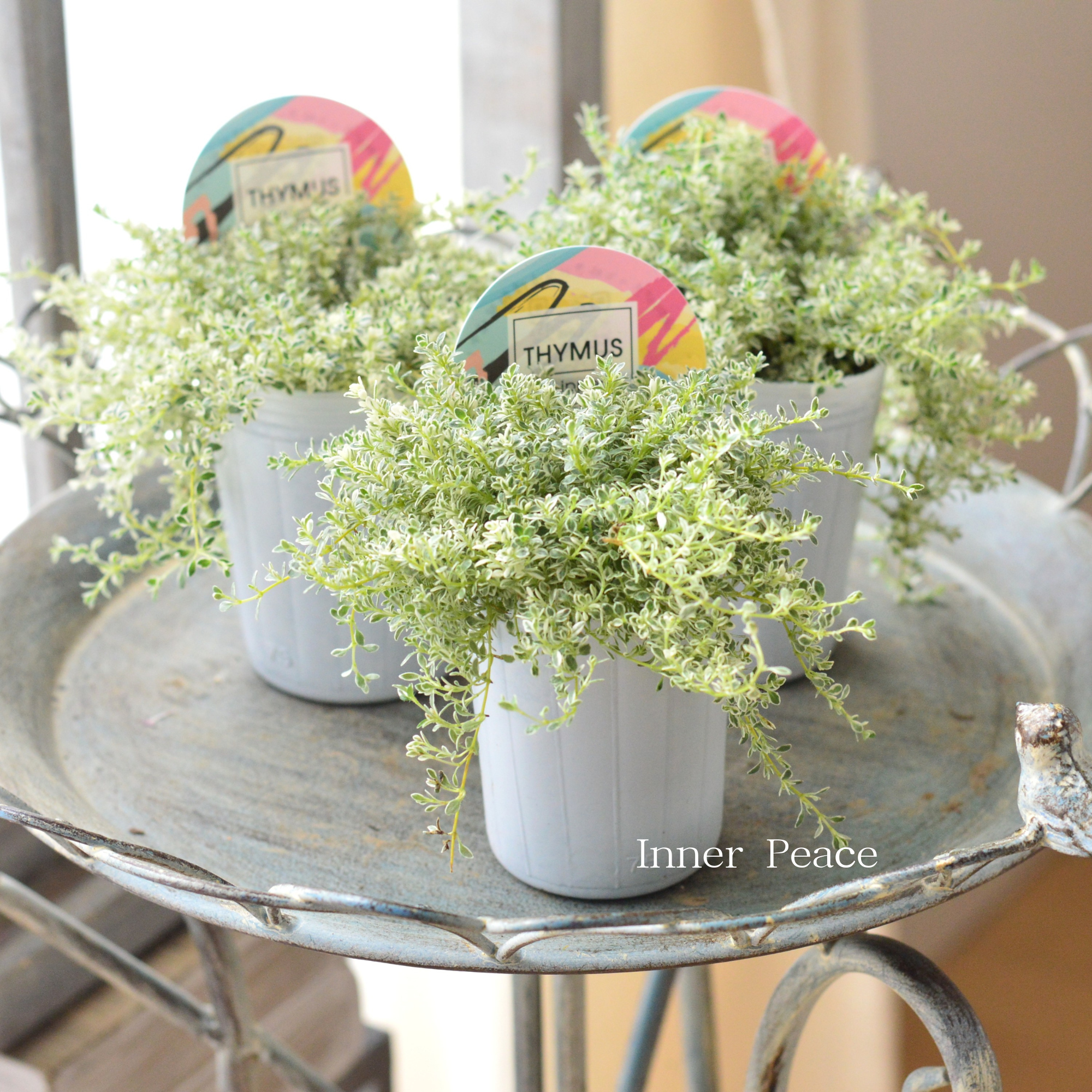 【白斑入り】 クリーピングタイム　『ホイップクリーム』　2.5寸POT