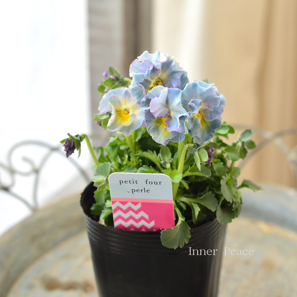 M*♡様 プティフール　ペルル　ビオラ　ハルグリン　送料込み　花苗 ハルグリンさん】 ビオラ 『プティフール・ペルル 3番』 3寸POT