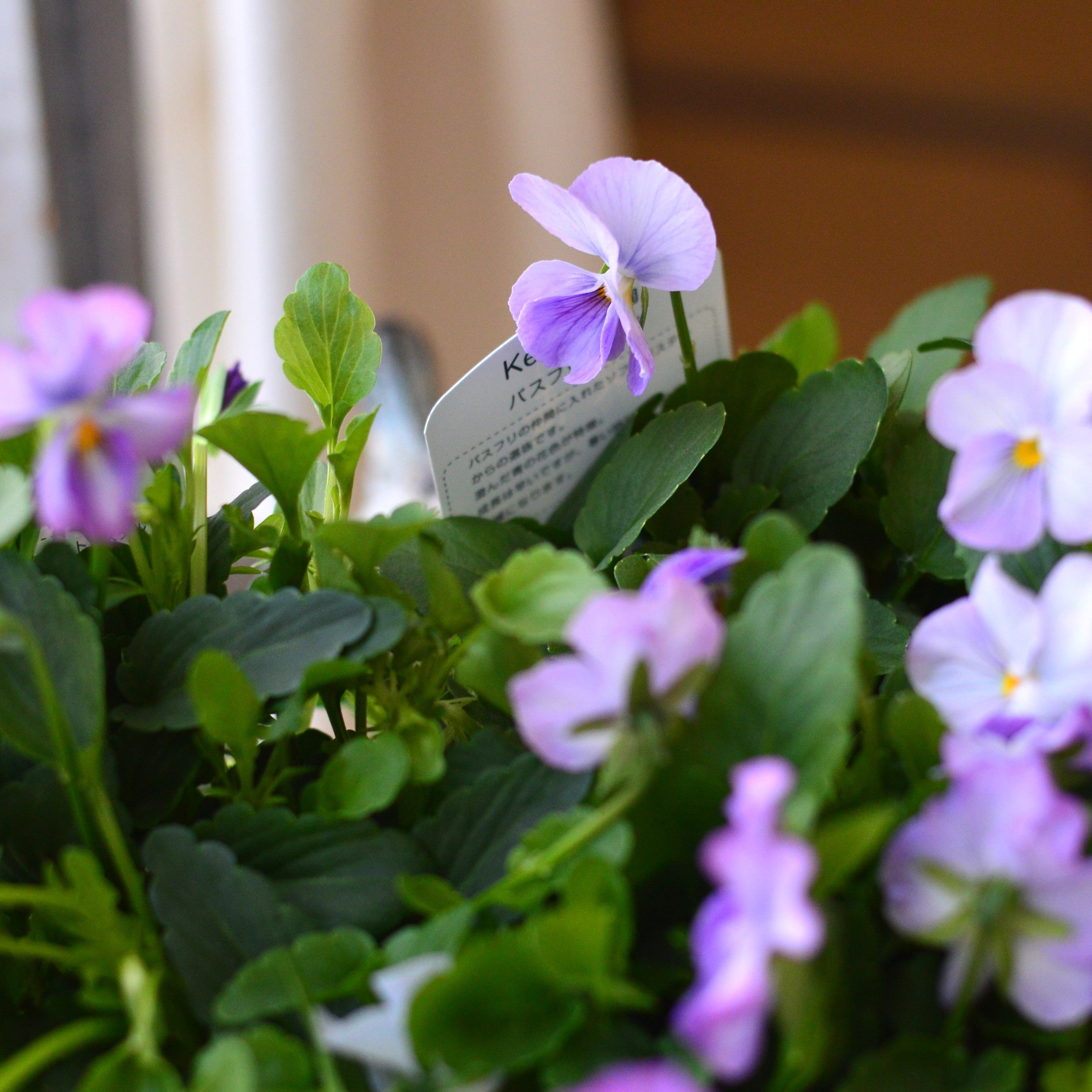 【人気】 ビオラ　『パステルフリル・淡青』　C　3寸POT