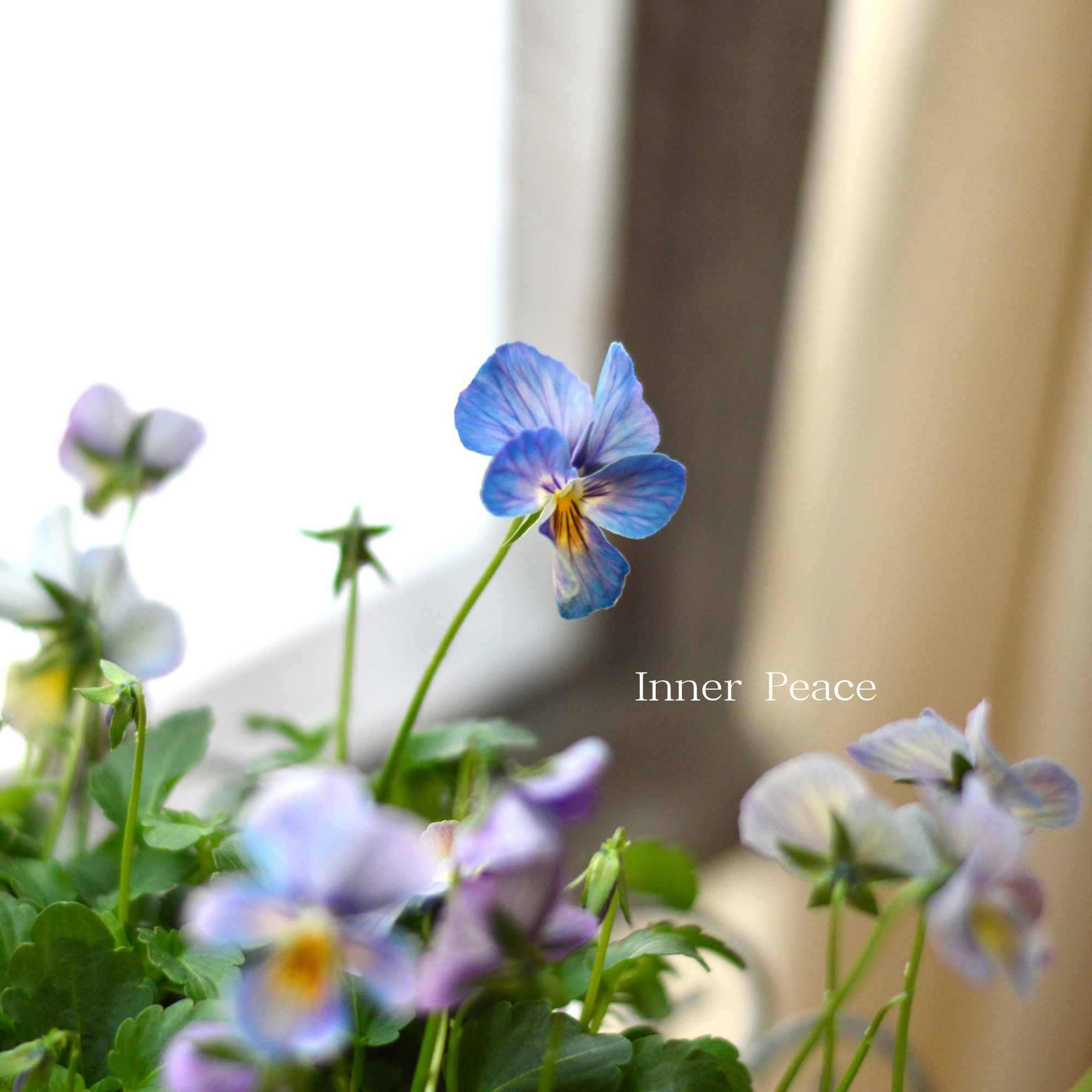 【希少】 おひとり様１苗限定　ビオラ　『すみれ図鑑・紫水』　　3.5寸POT