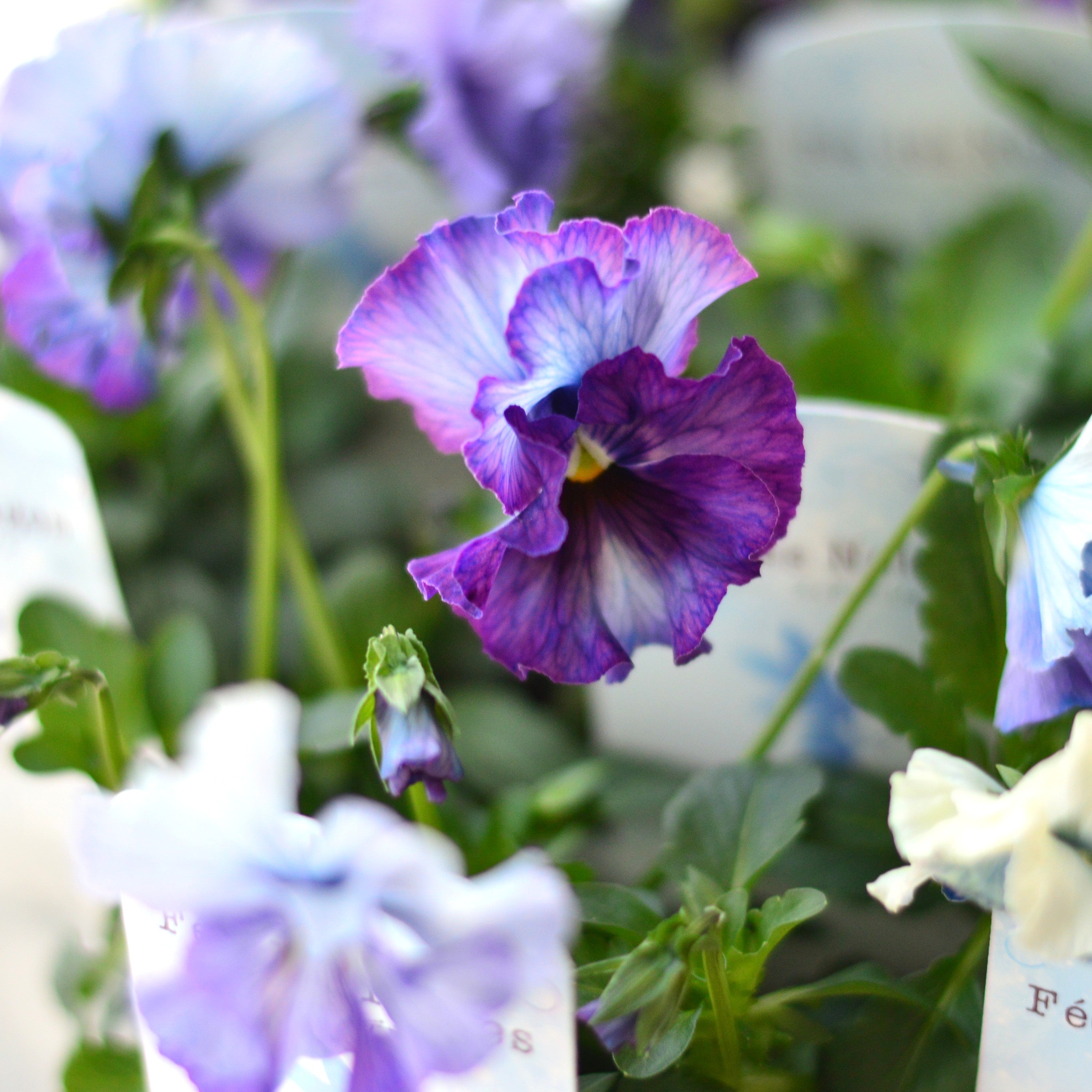 【美しい】 パンジー 『フェデネージュ・ブルー』　3.5寸POT