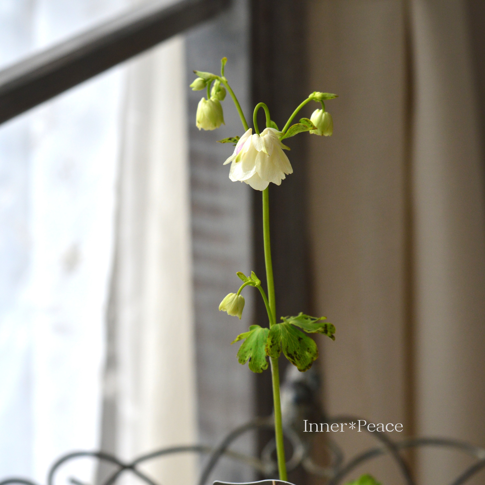 風鈴オダマキ 『ホワイト系』　3寸POT