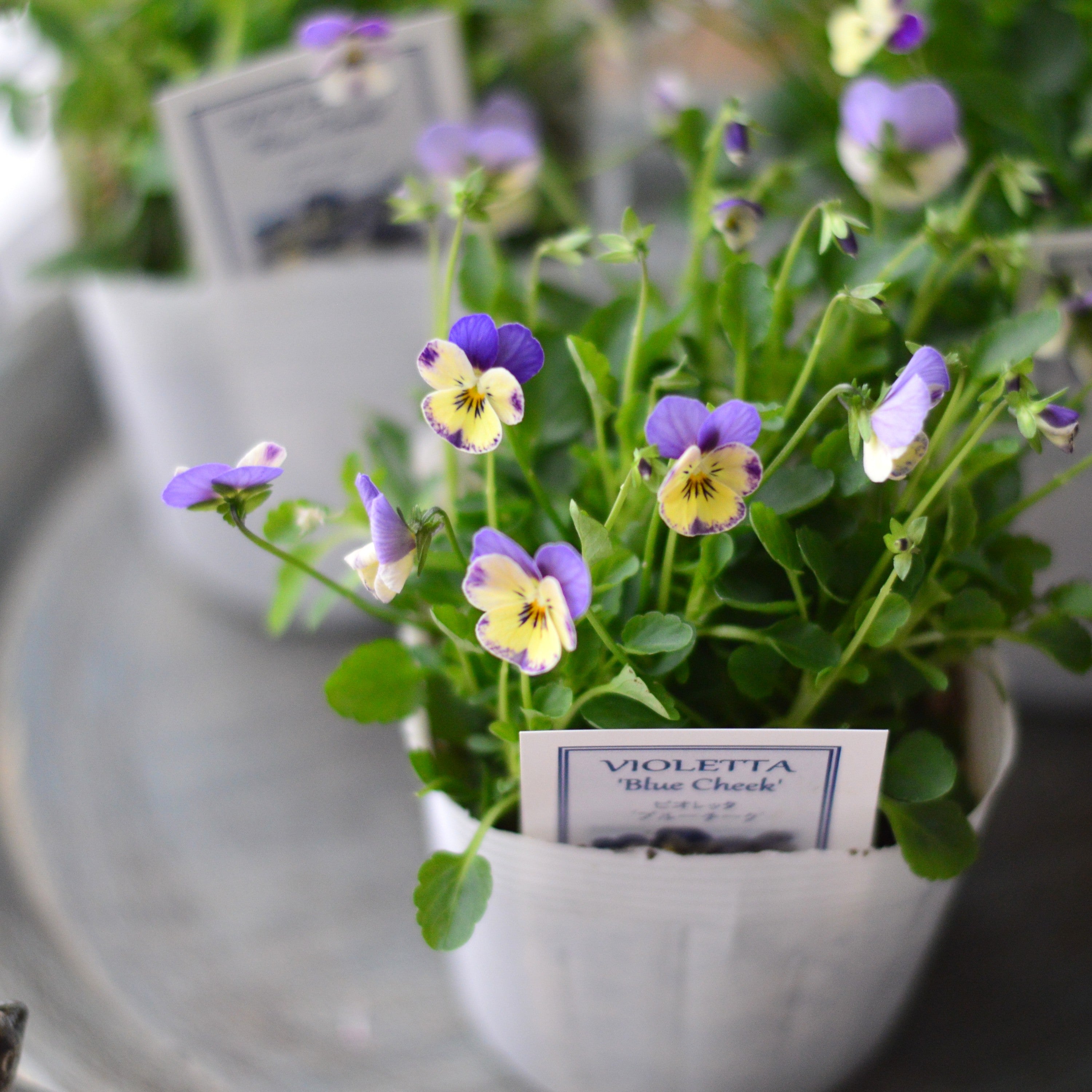 【かわいい】 小輪ビオラ　ビオレッタ　『ブルーチーク』　　3.5寸POT