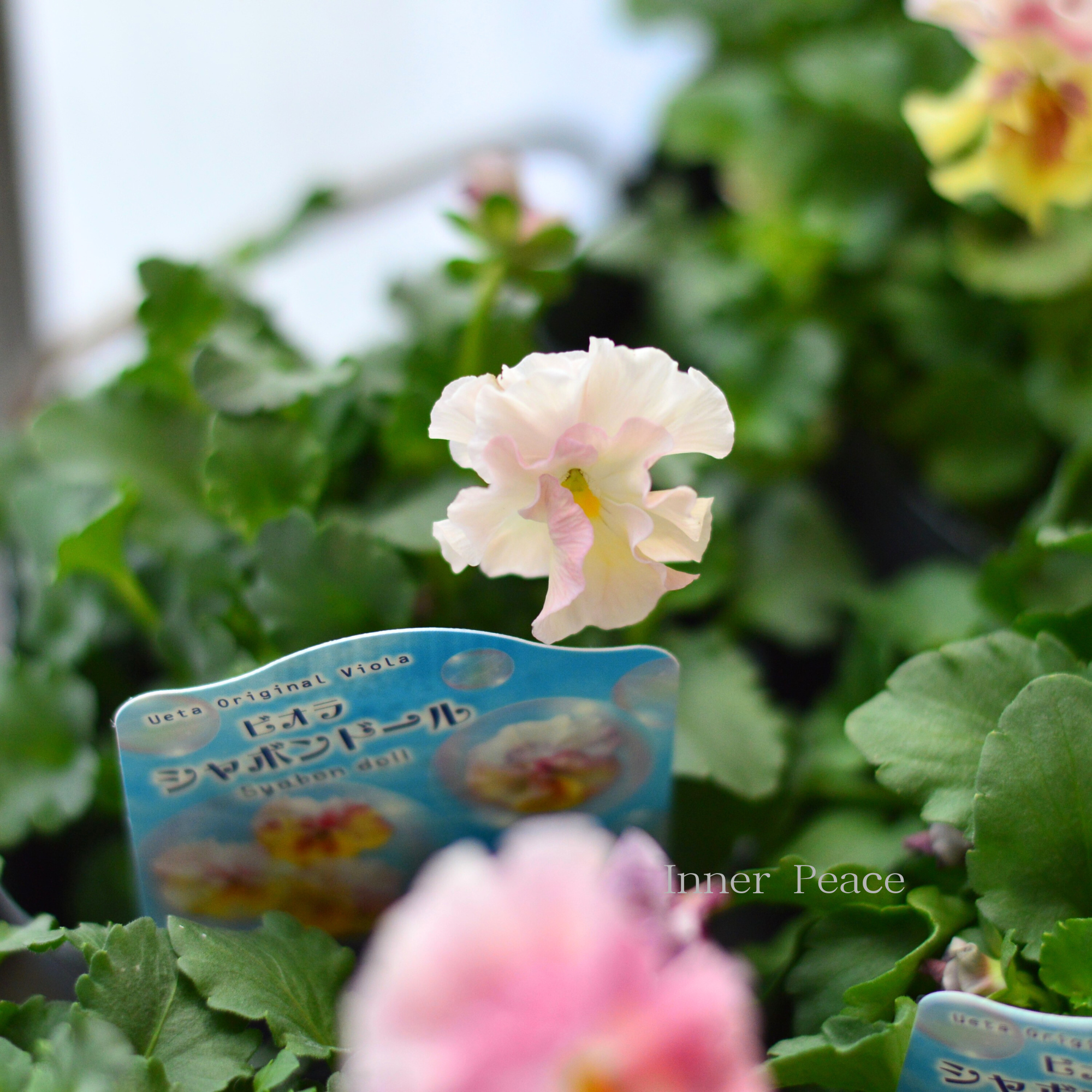 【うえたさん育種】 ビオラ 『シャボンドール』　3.5寸POT