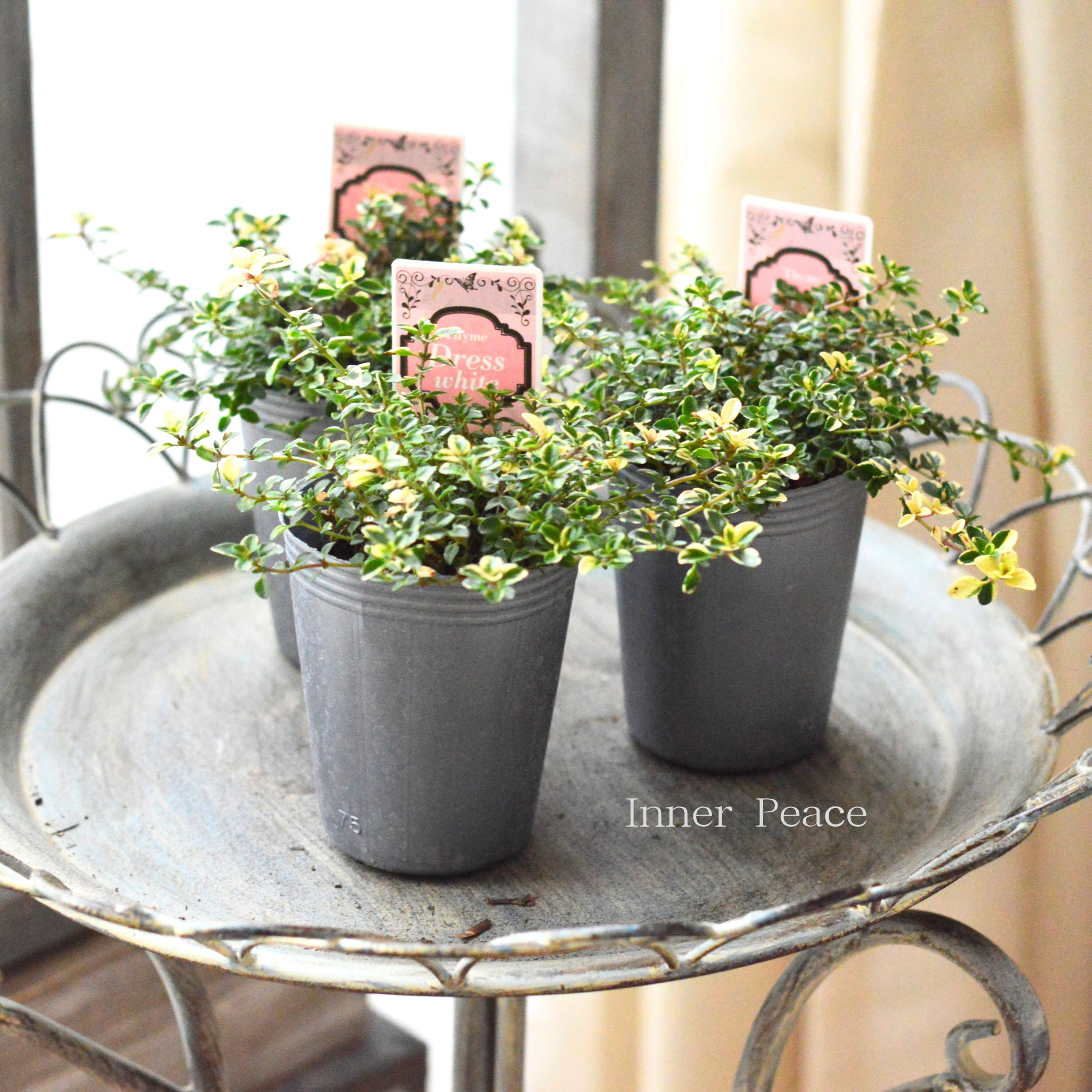 【斑入り】 タイム　『ドレスホワイト』　2.5寸ロングPOT