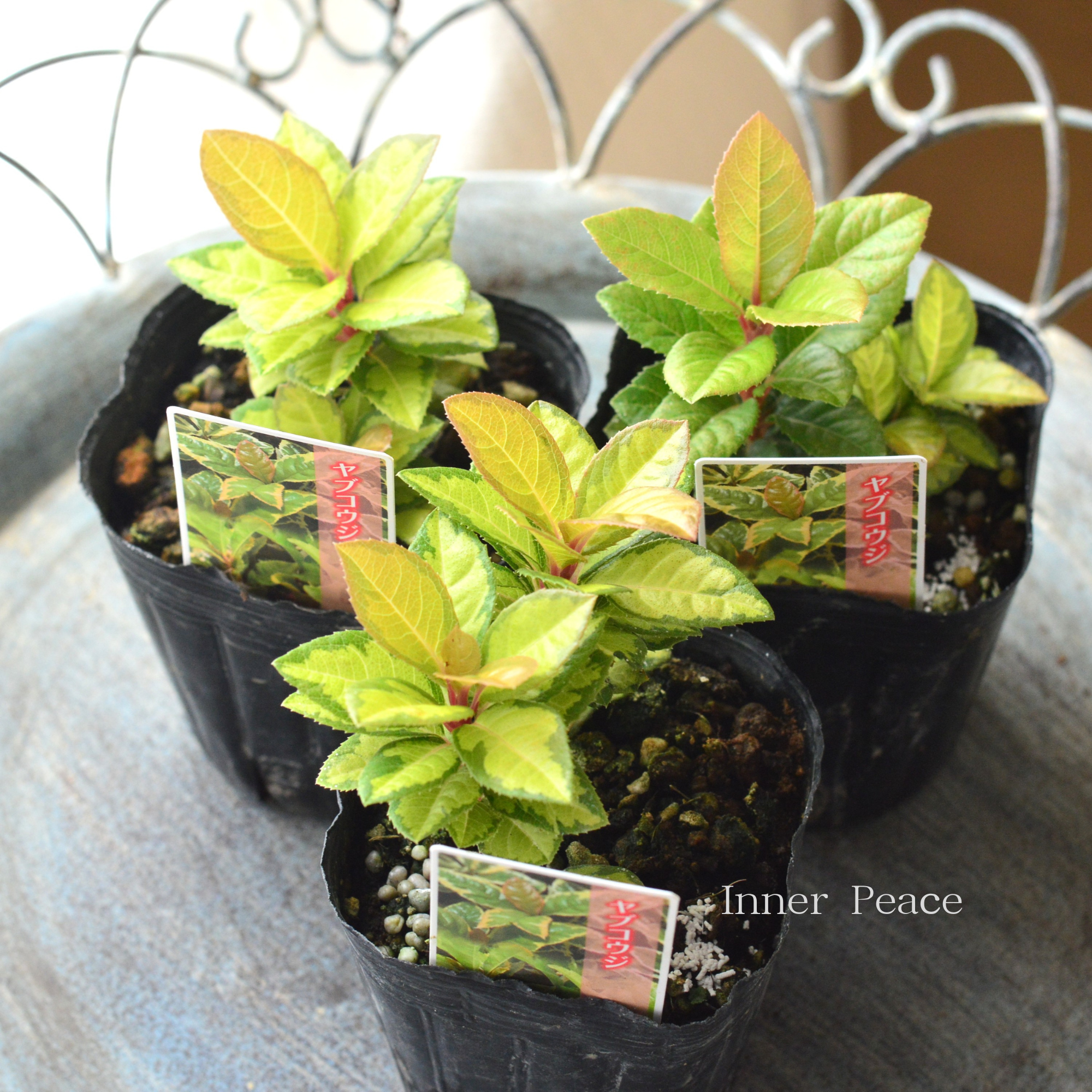 【斑入り】 ヤブコウジ(黄緑葉)　3寸POT