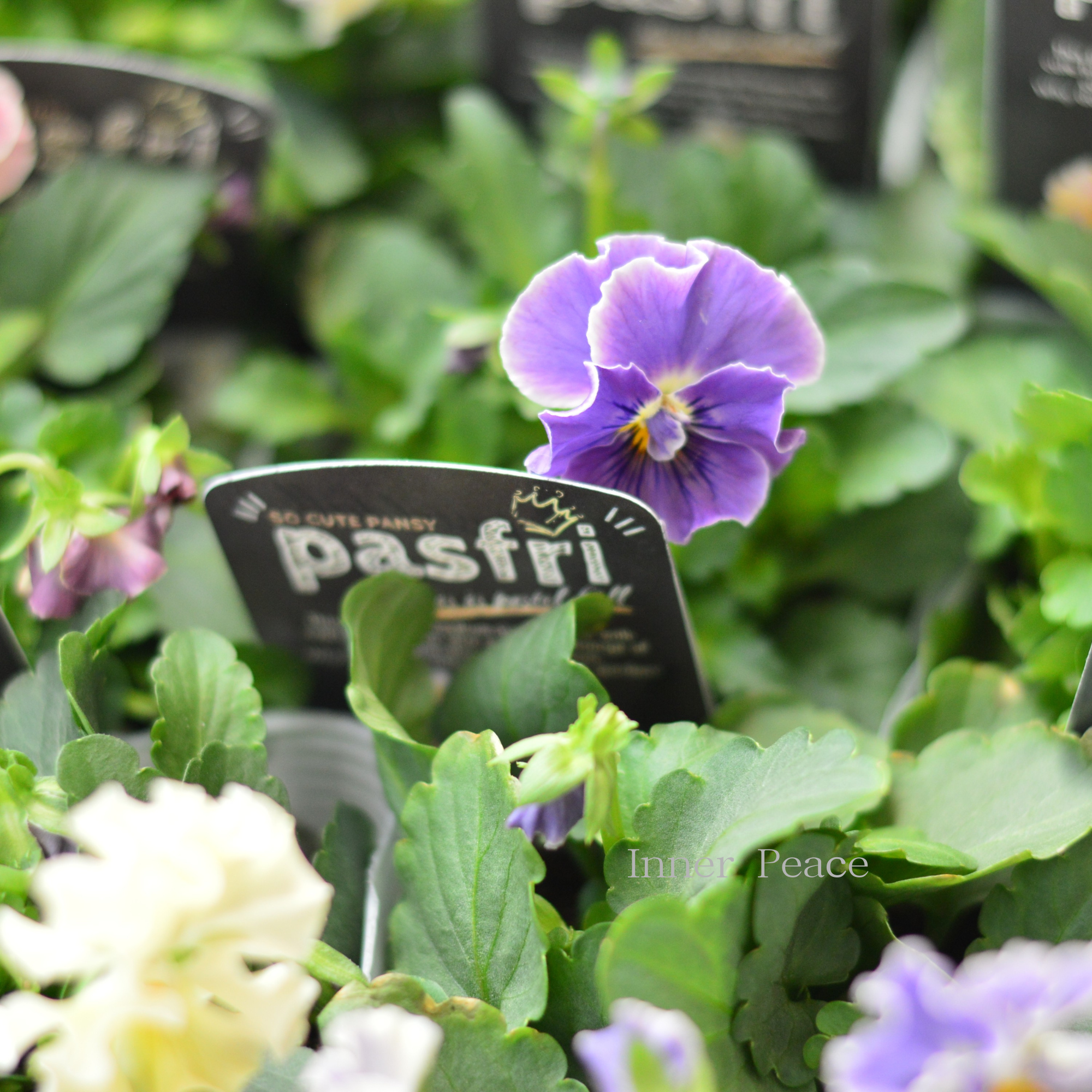 【桂楓園さんオリジナル】 パンジー　『pasfri  ～パスフリ～』   3.5寸POT