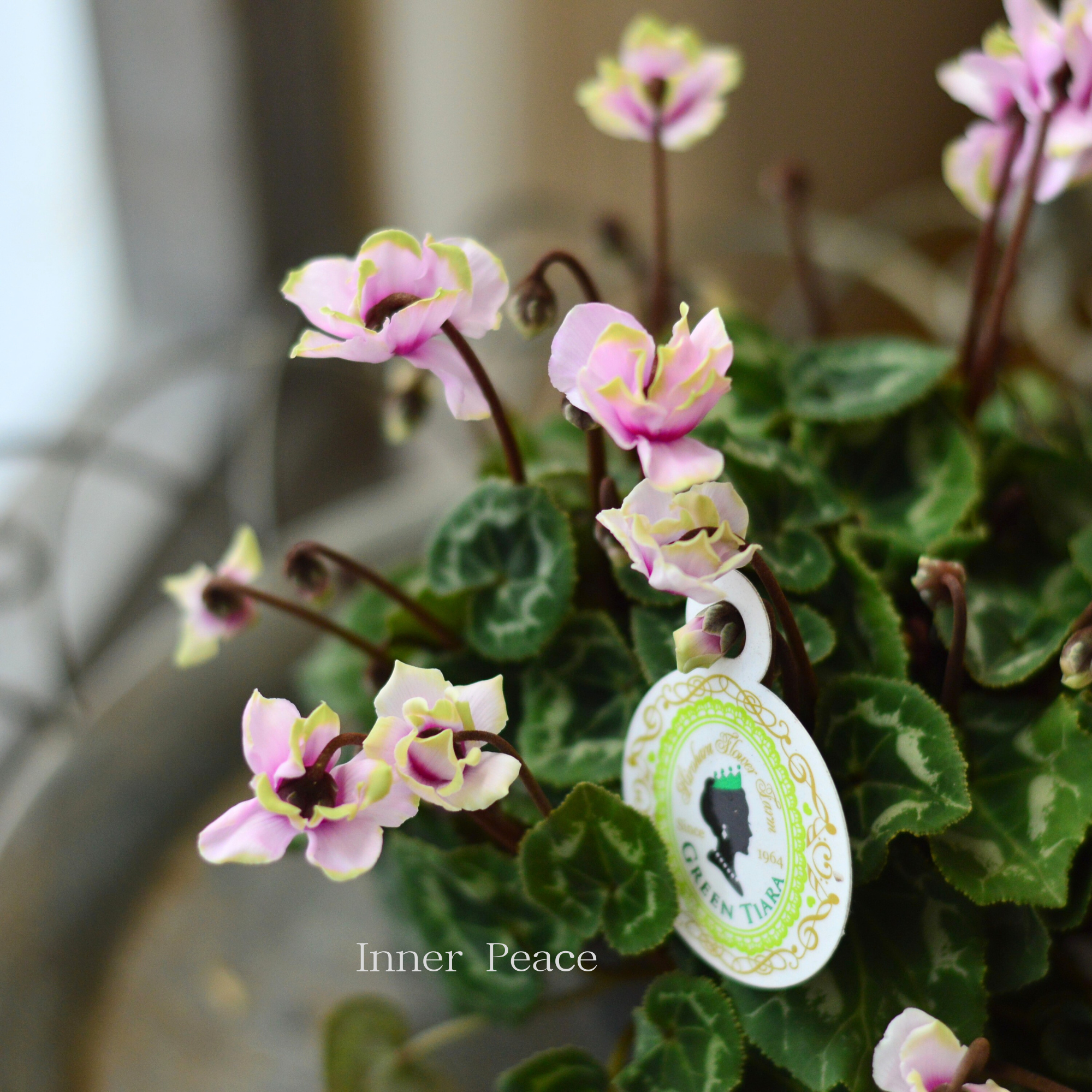 【八重咲き】 ガーデンシクラメン　『グリーンティアラ・ピンク系』　 3寸硬質POT