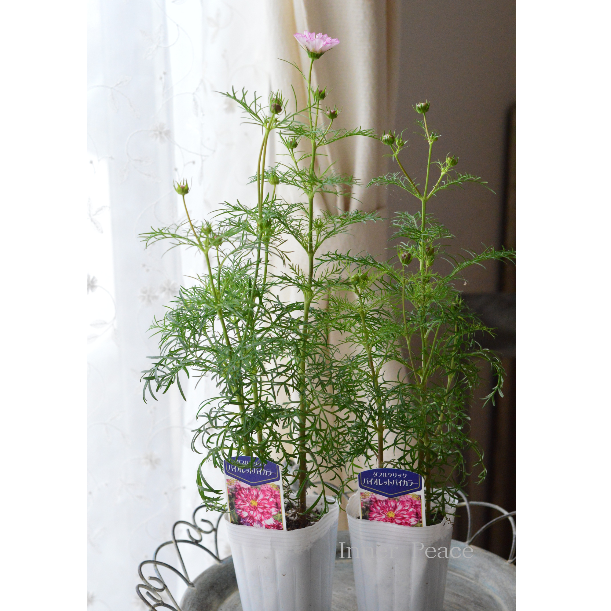 【人気】 コスモス　『ダブルクリック・バイオレットバイカラー』　　3寸ロングPOT