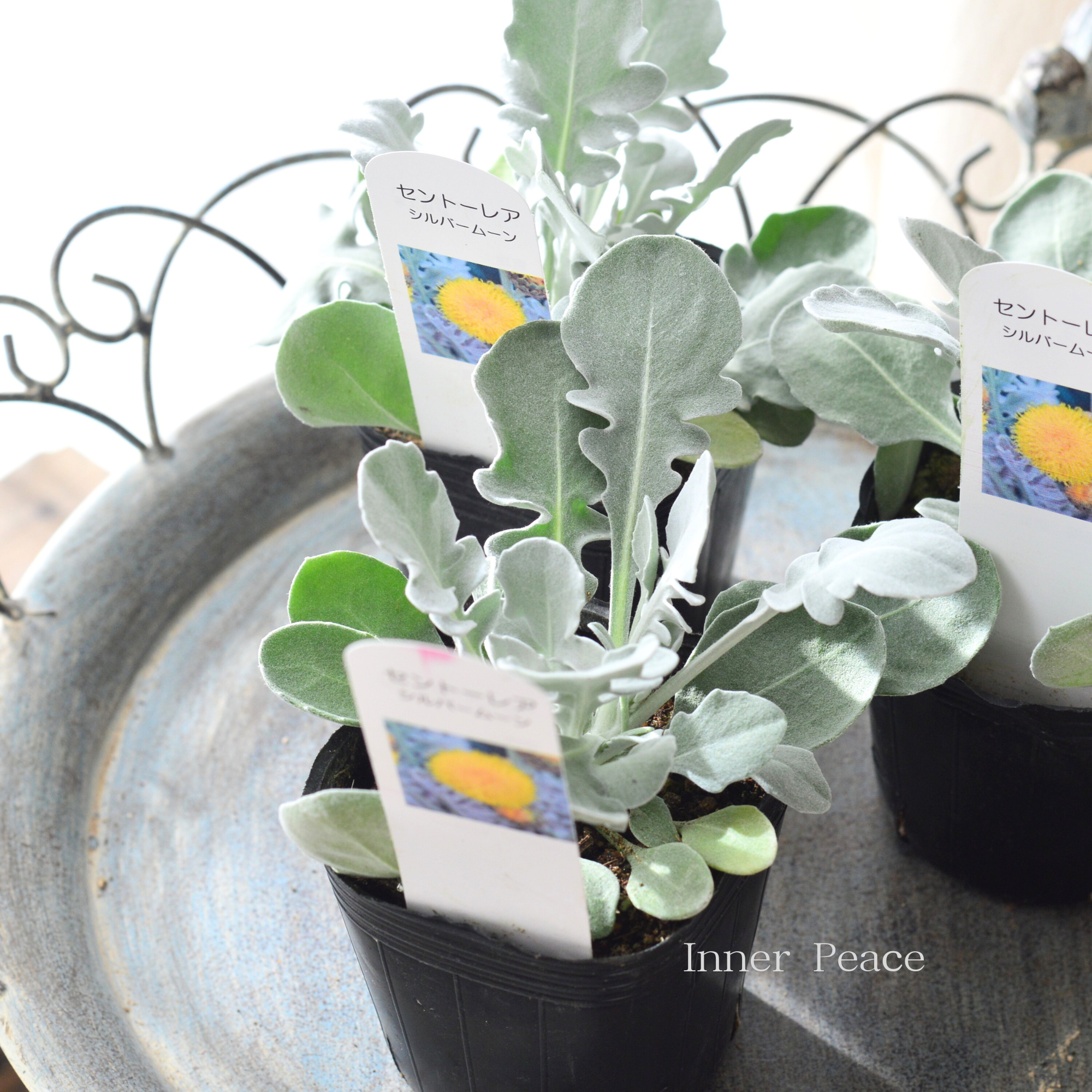 【暑さ寒さに強い】 セントーレア（矢車草）『シルバームーン』　　3寸POT