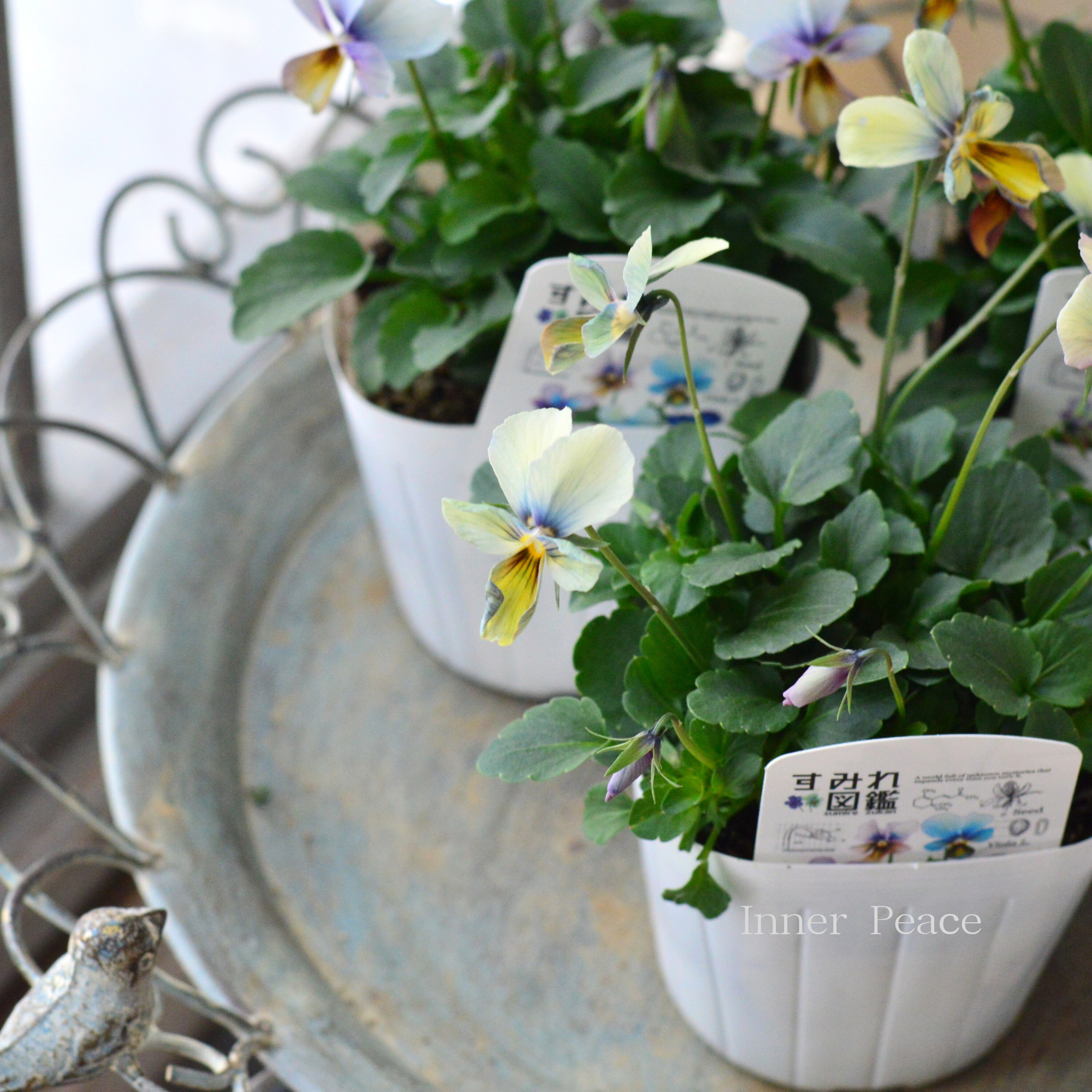 わ*び様 すみれ図鑑　1苗 他 希少】 おひとり様1苗限定 ビオラ 『すみれ図鑑』 3.5寸POT