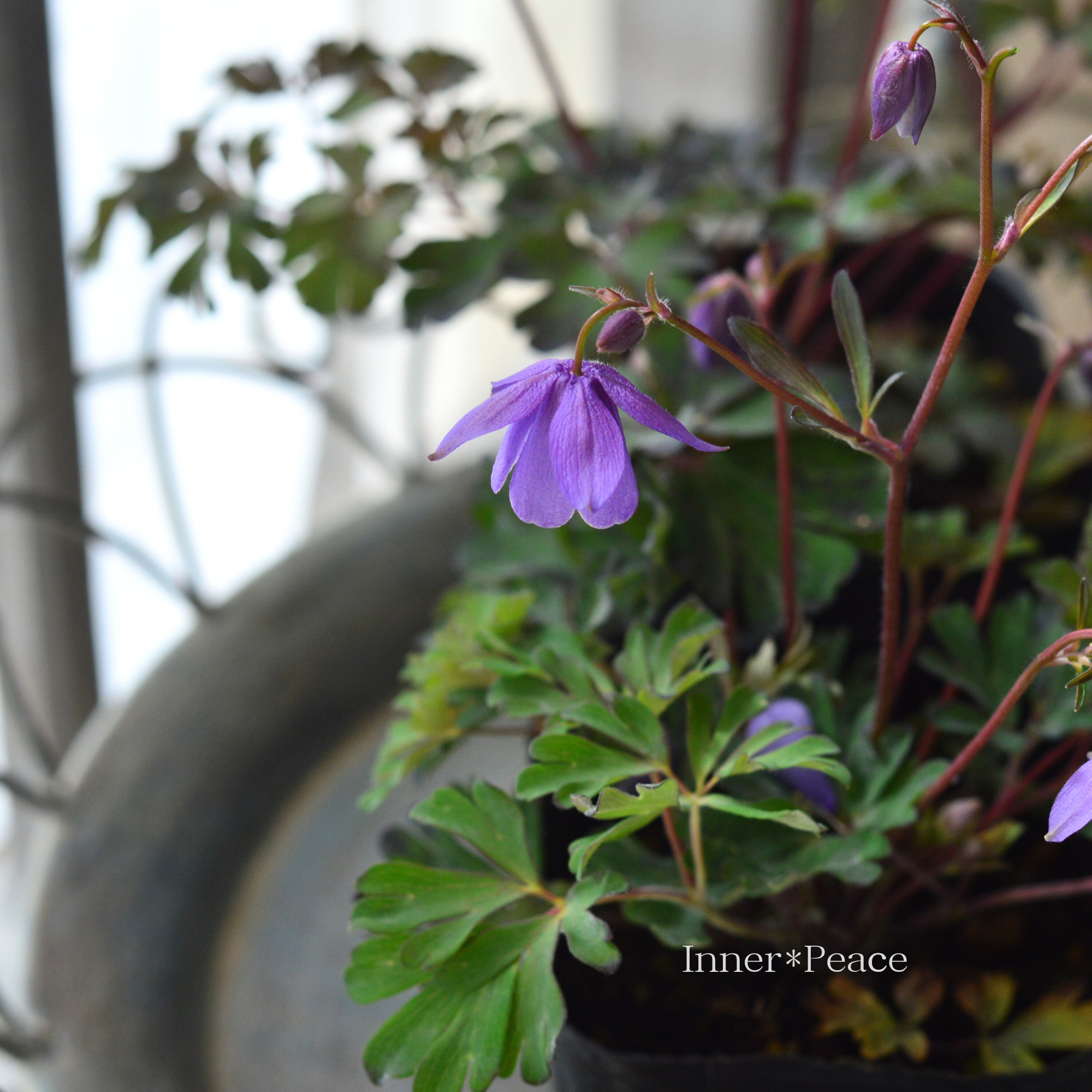 風鈴オダマキ 『パープル系』　3寸POT