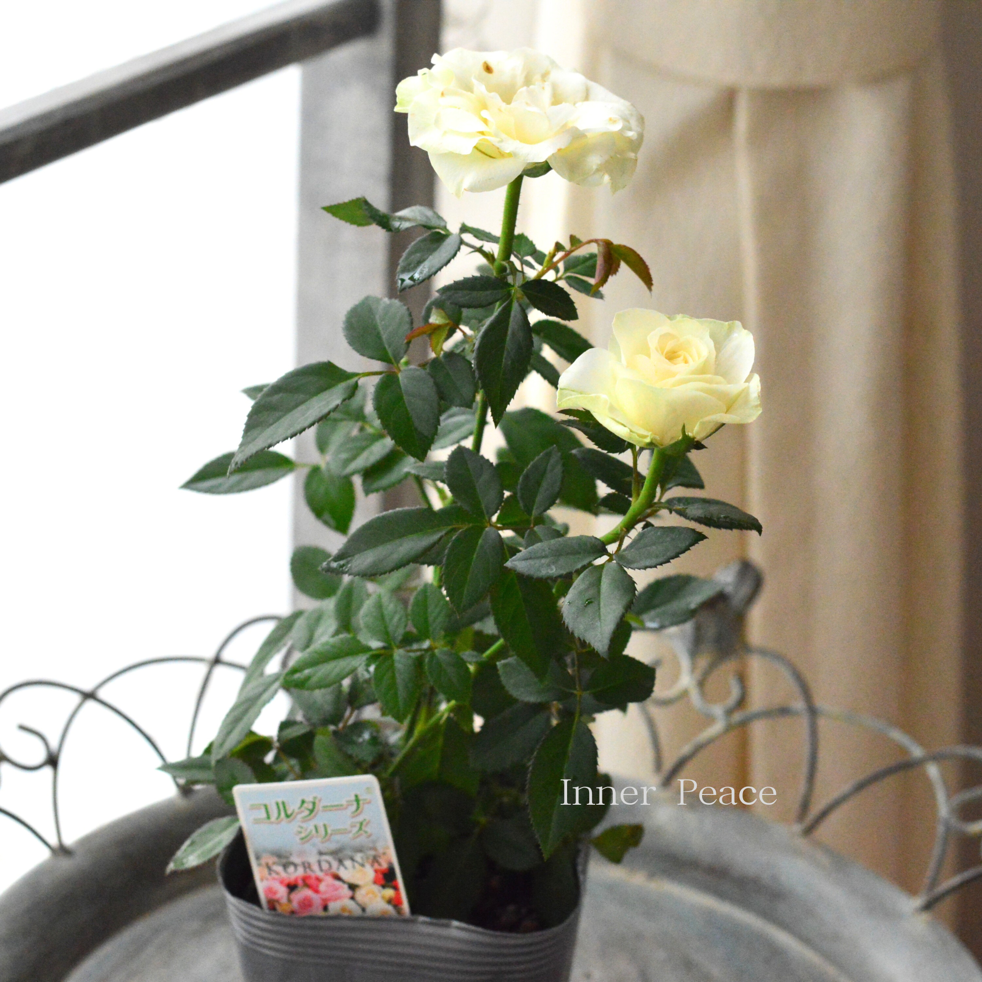 【分割できる】 ミニ薔薇  『コルダナ・パール』  3寸POT