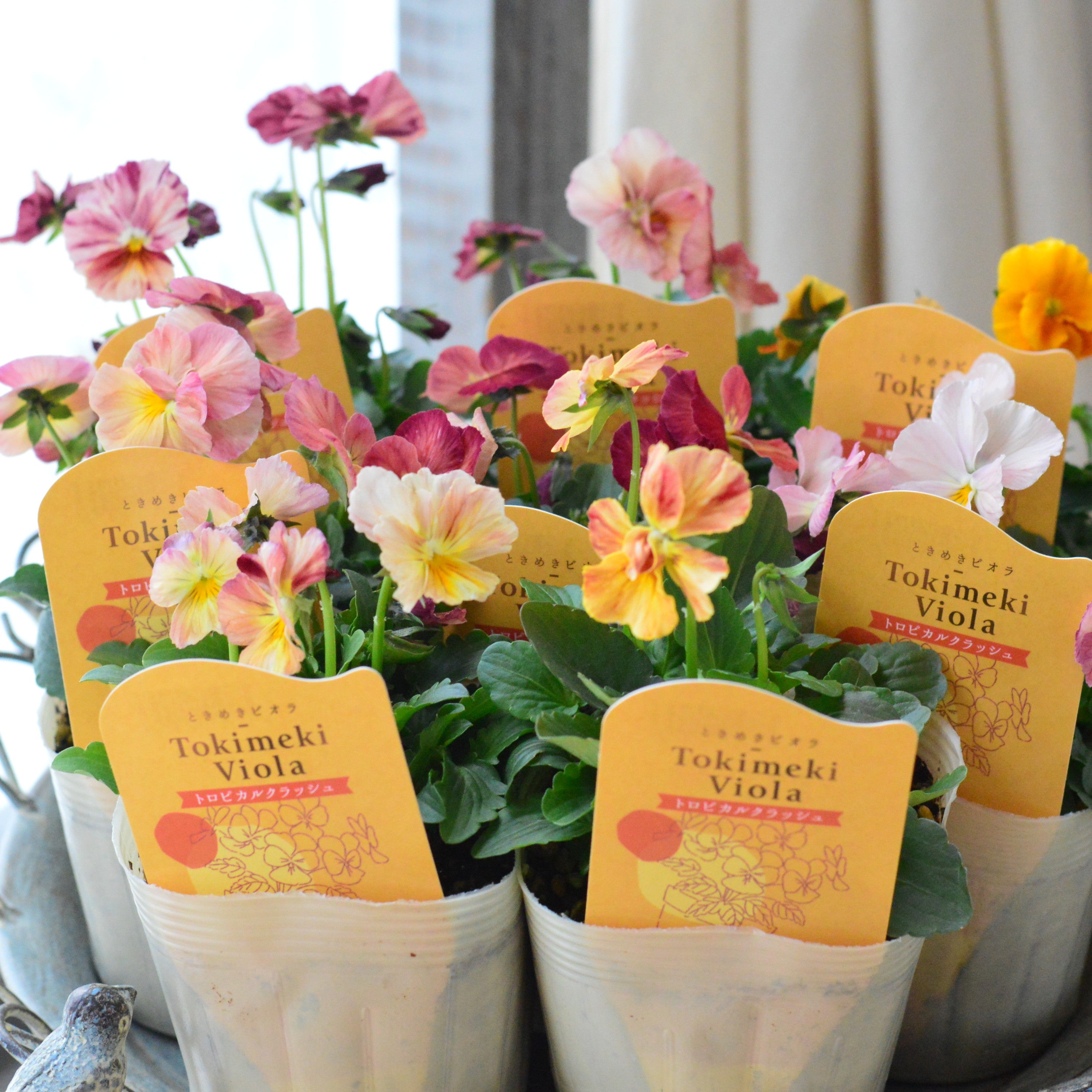 【奥田園芸さん】 ときめきビオラ　『トロピカルクラッシュ』　3.5寸POT