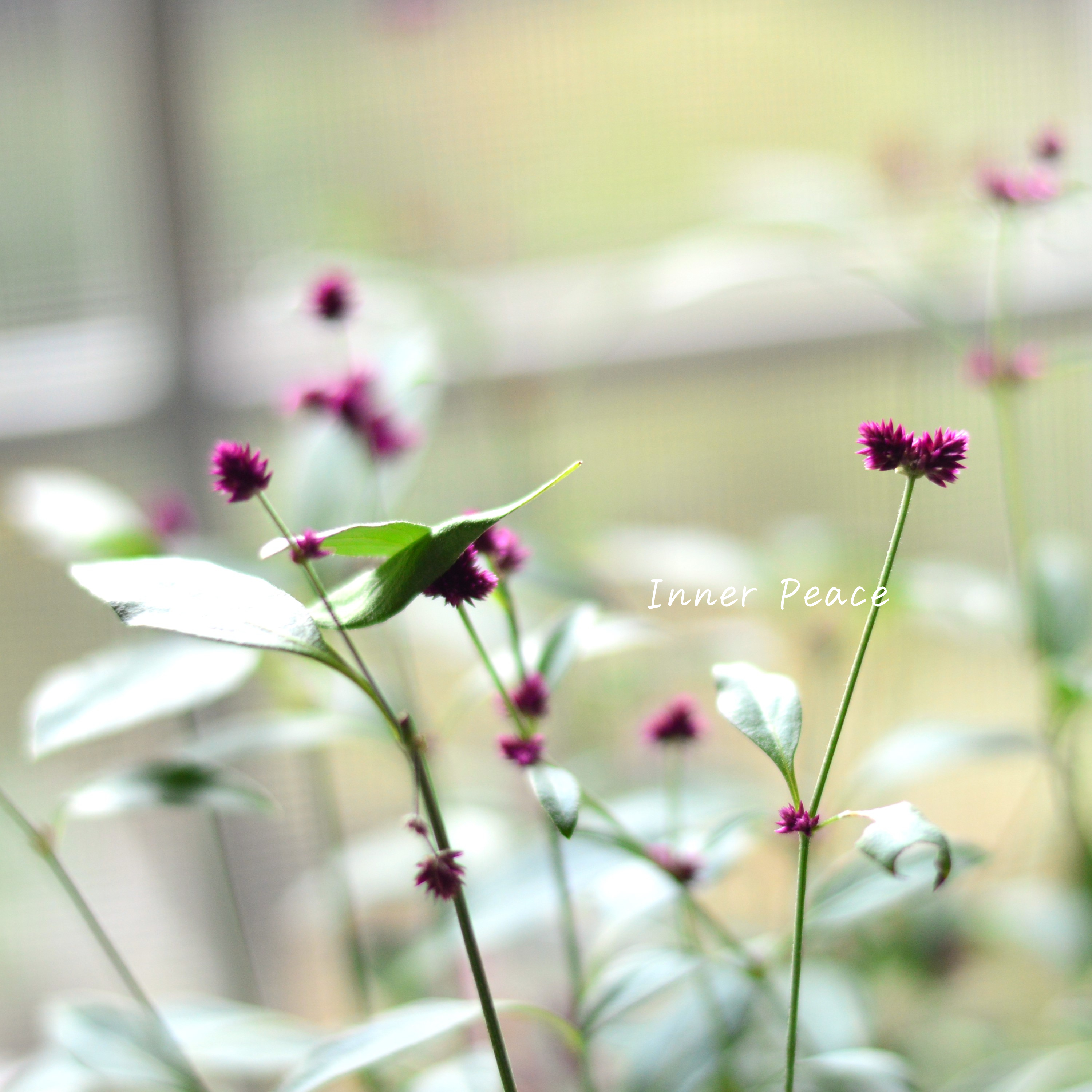 【かわいい】　アルテルナンテラ・千紅花火　3寸POT