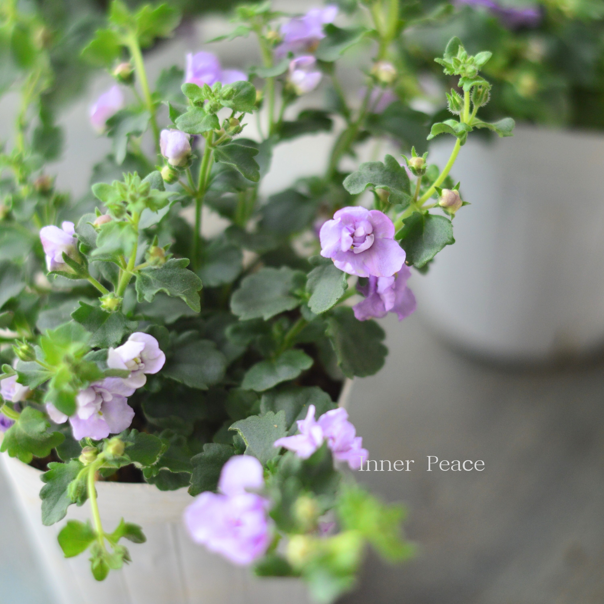 【２本植え】 バコパ  『スコピア ダブル・ラベンダー』　　3寸ロングPOT