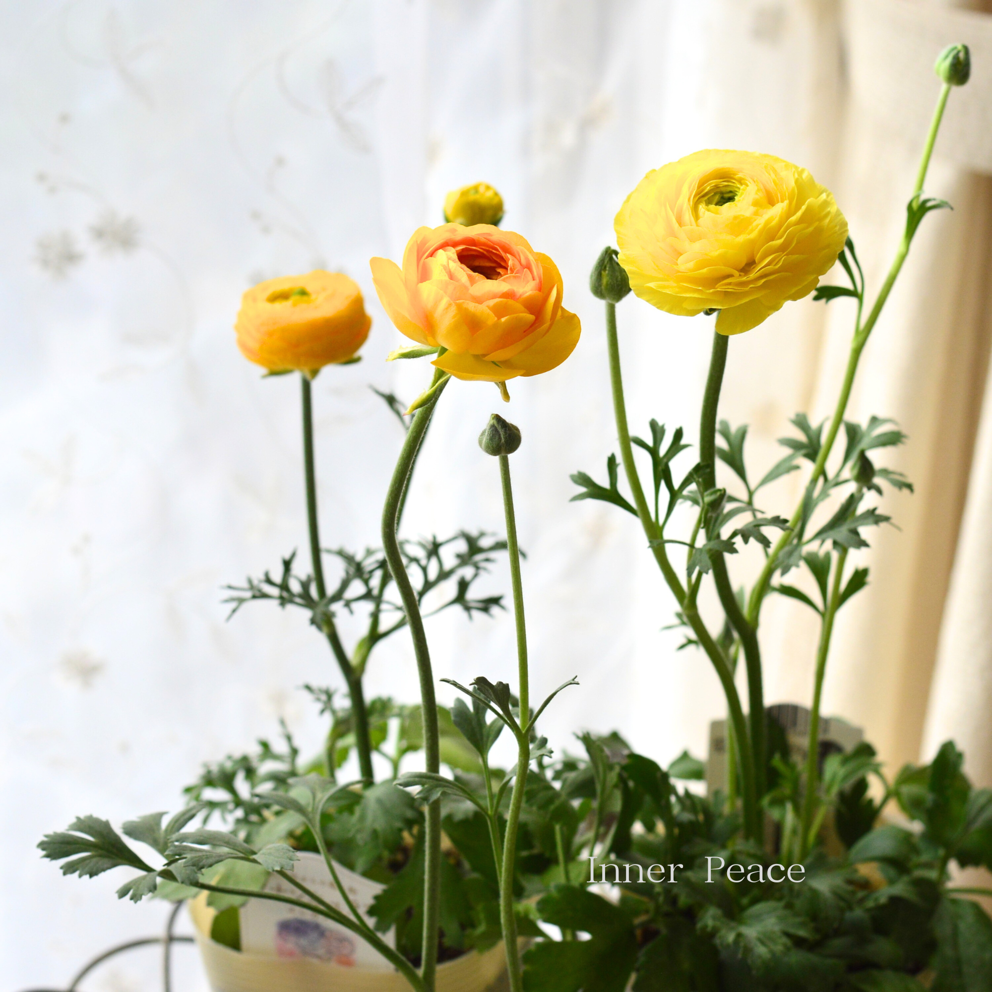 【美しい】 ラナンキュラス 『エレガンス・レイネッテグリーン　イエロー系』　　3.5寸ロングPOT