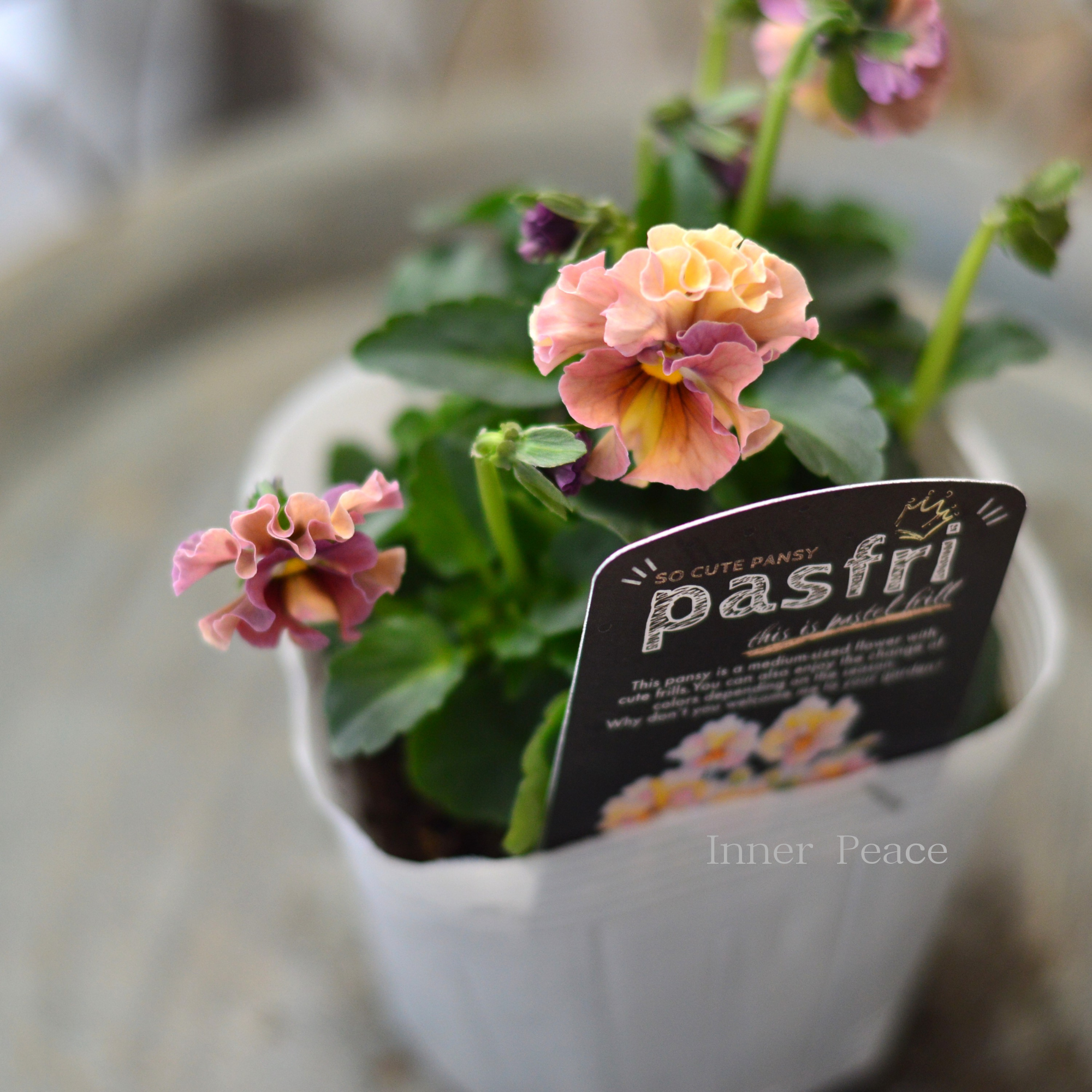 【桂楓園さんオリジナル】 パンジー　『pasfri  ～パスフリ～』   3.5寸POT