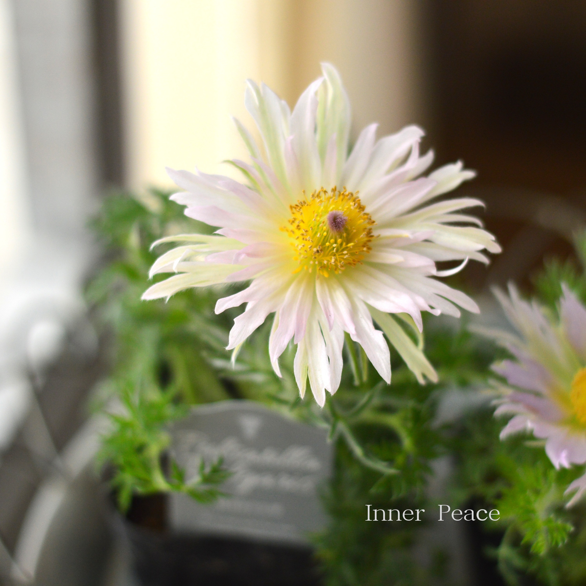 【希少】 八重咲き　西洋オキナグサ 『プルサティラ ブルガリス・ライトピンク』　3.5寸POT