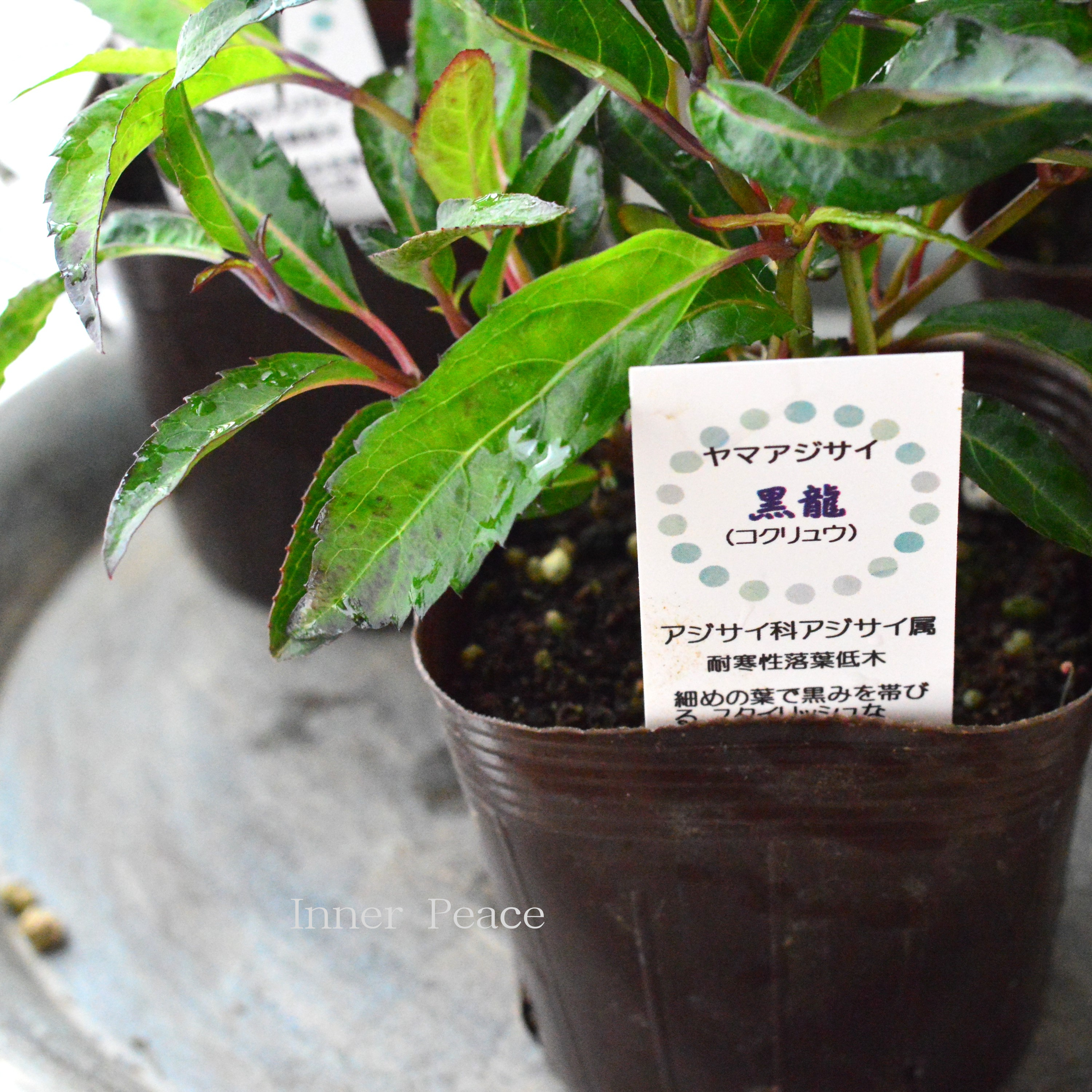 【黒葉】 山紫陽花　『黒龍　～コクリュウ～』　　3.5寸POT