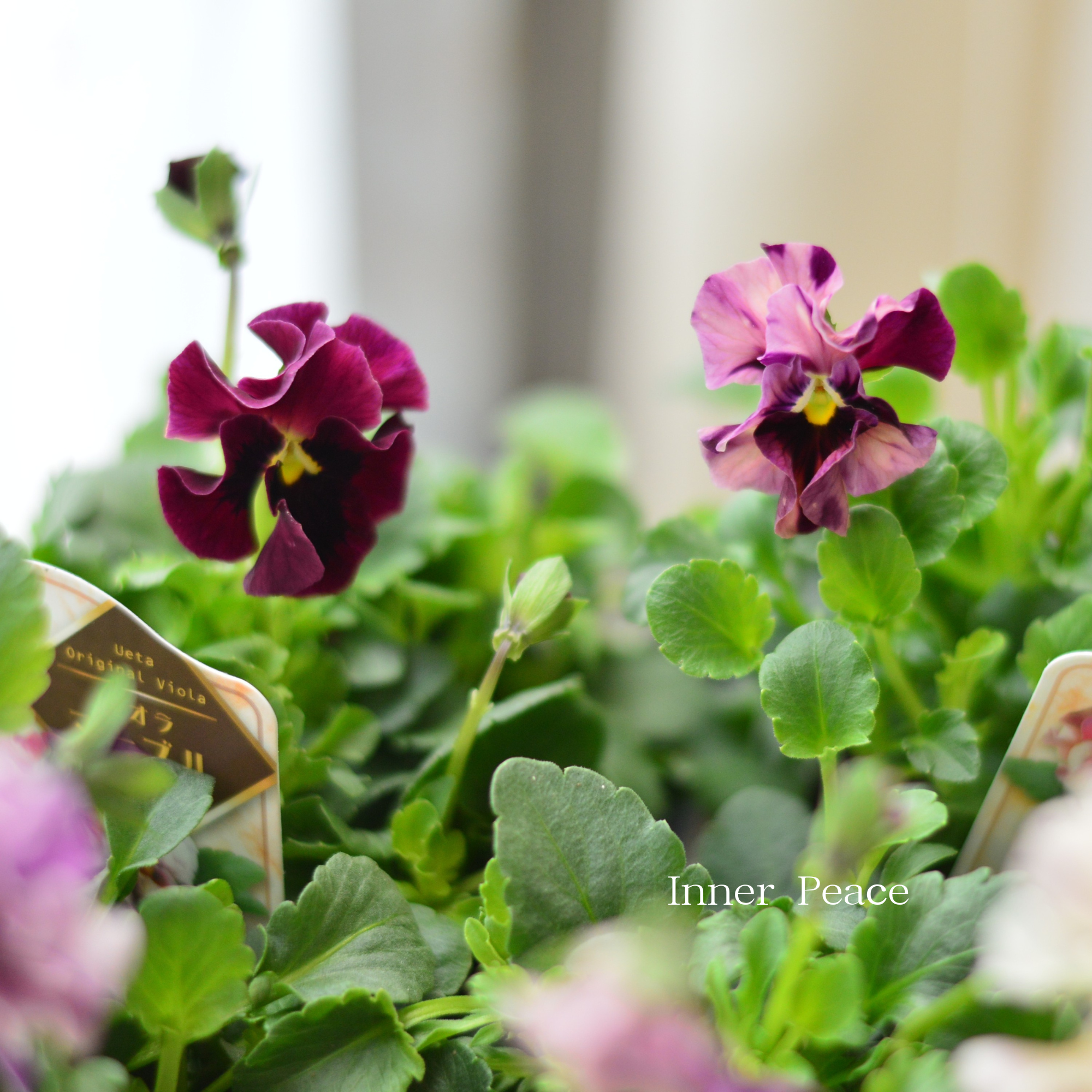 【うえたさん育種】 ビオラ 『マーブル』　3.5寸POT