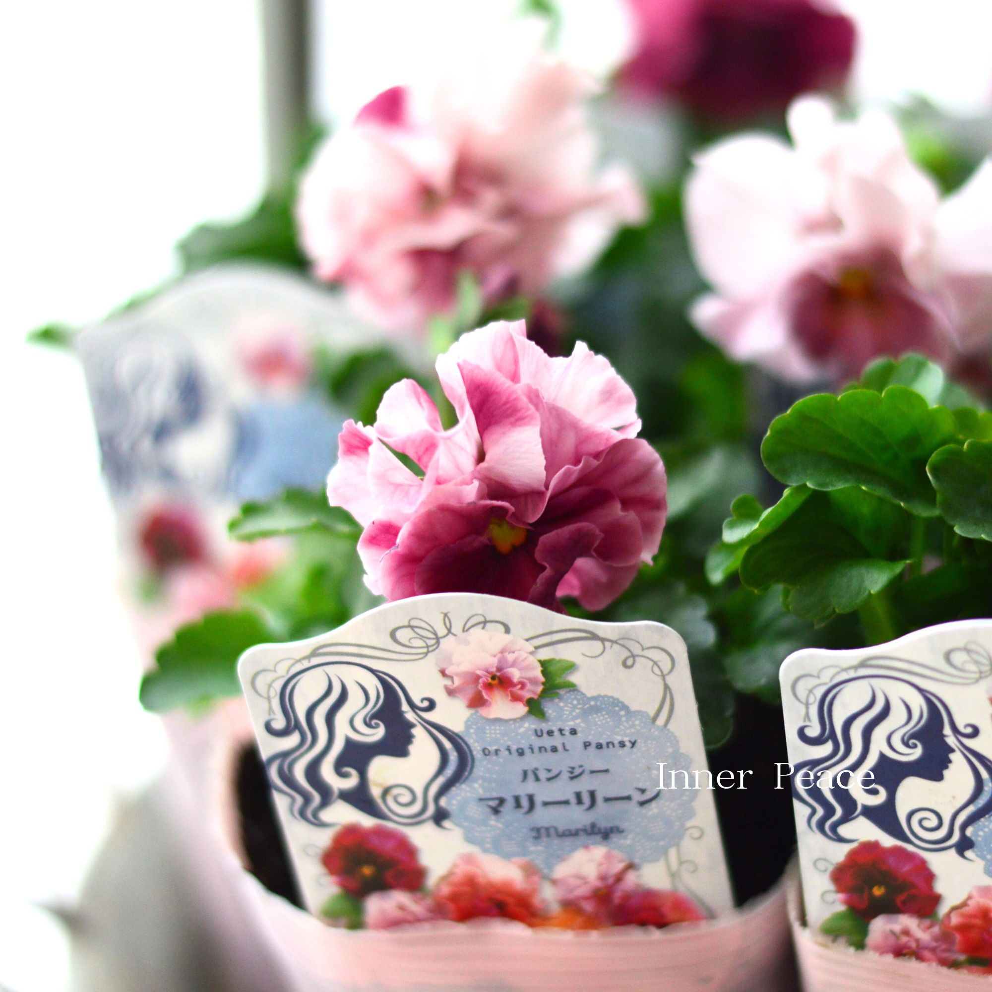 【うえたさん育種】 パンジー 『マリーリーン・C』　3.5寸POT