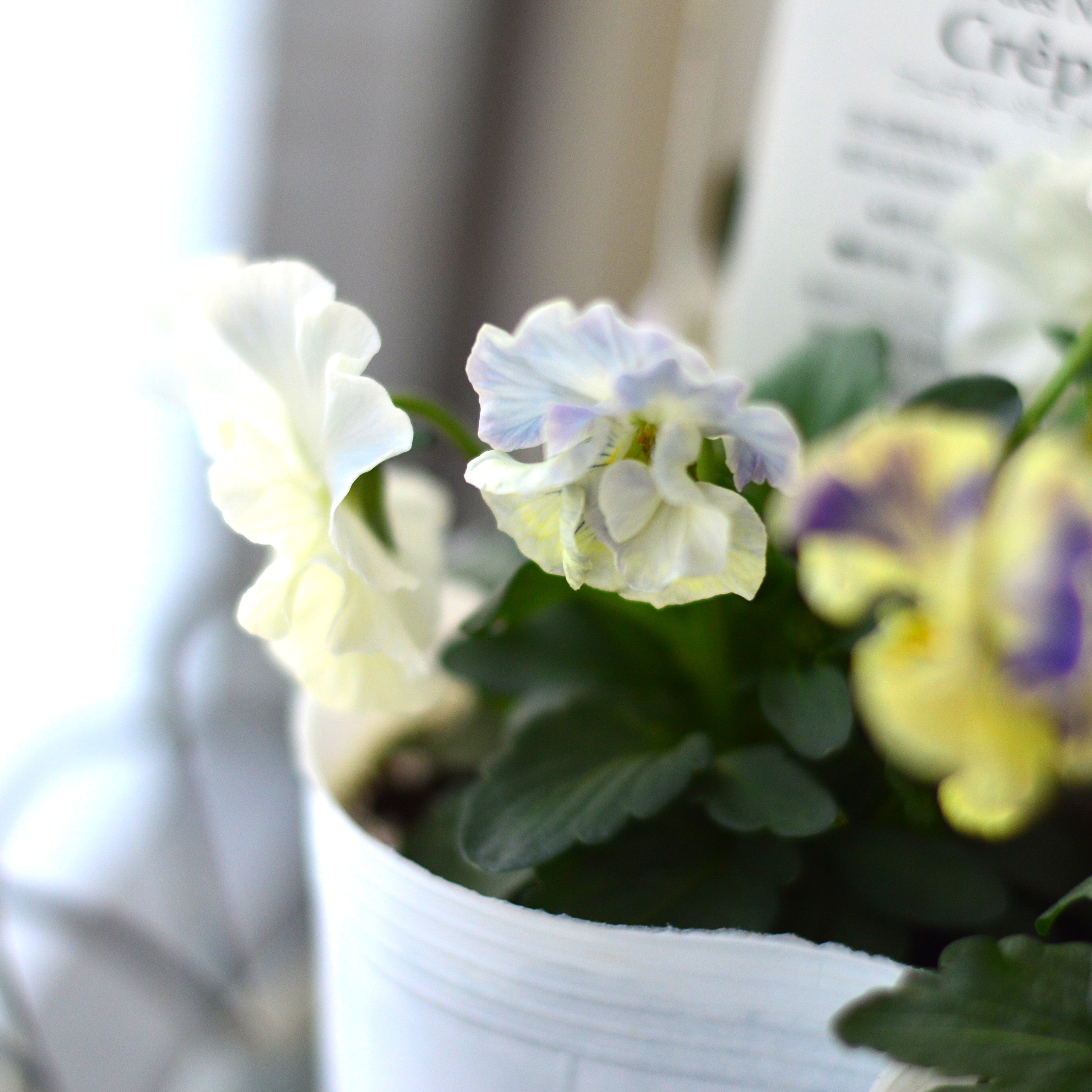 【美しい】 パンジー 『フェデネージュ・クレープ』　3.5寸POT