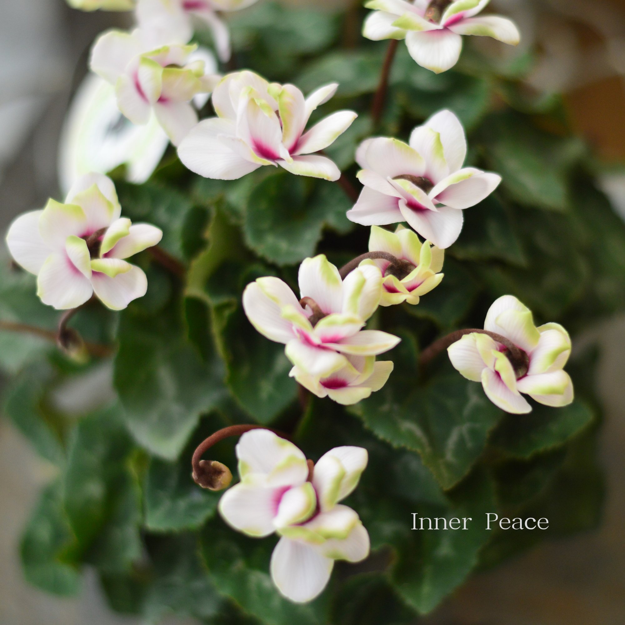 八重咲き】 シクラメン 『グリーンティアラ・ホワイト系』 3寸硬質POT