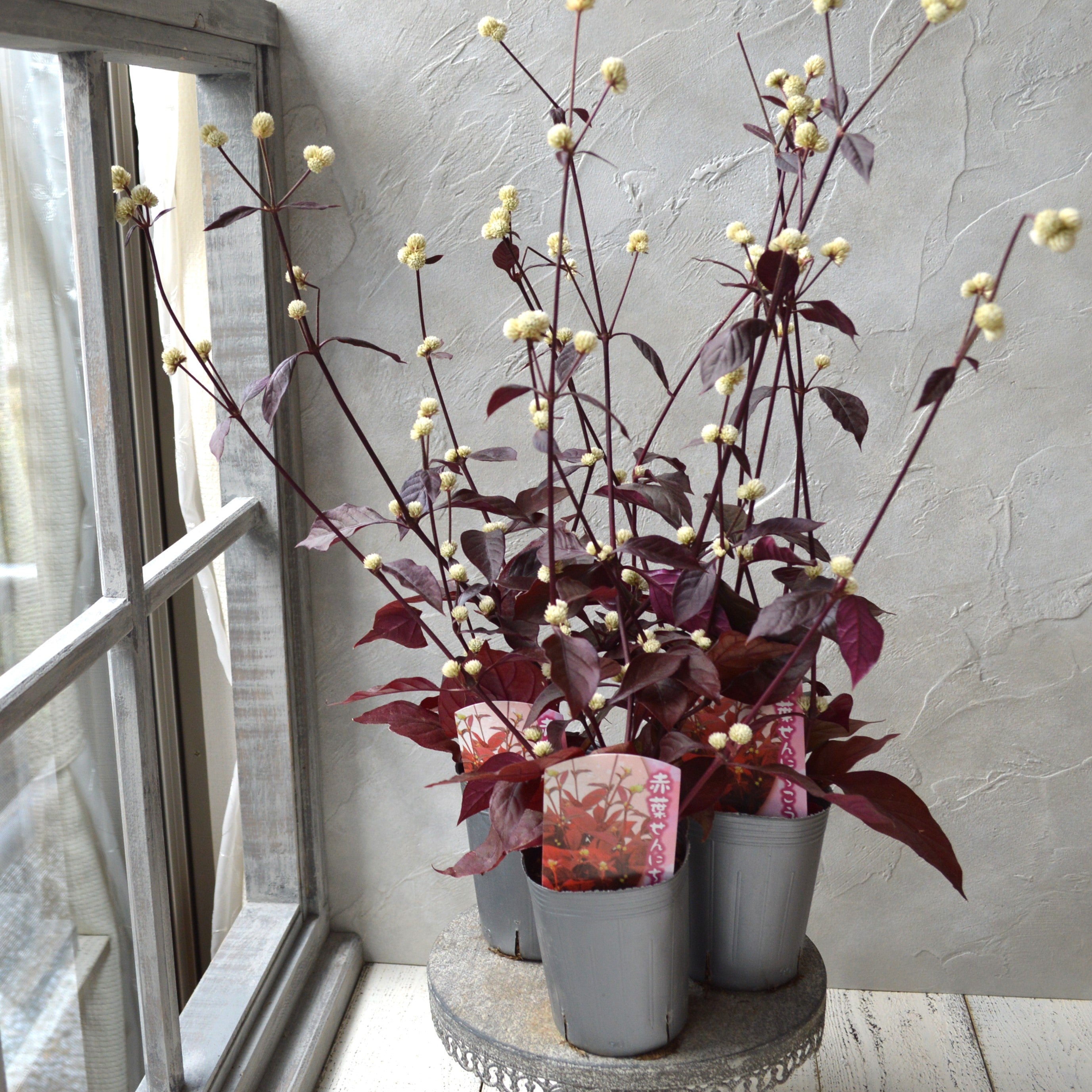 【寄せ植えに】 アカバセンニチコウ（アルテルナンテラ・レッドフラッシュ）  3寸ロングPOT