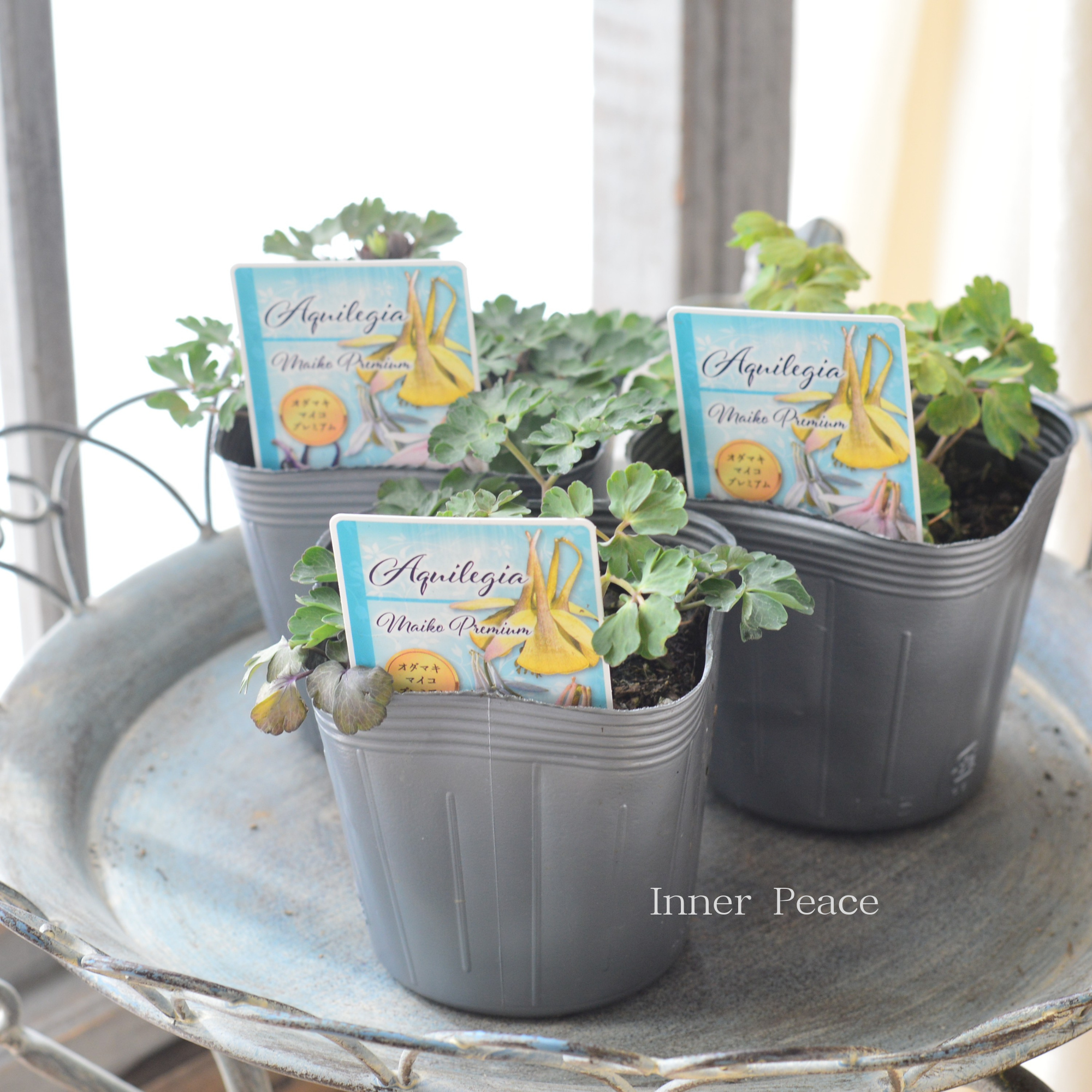 【見元園芸さん】 オダマキ 『マイコプレミアム』　　3.5寸POT