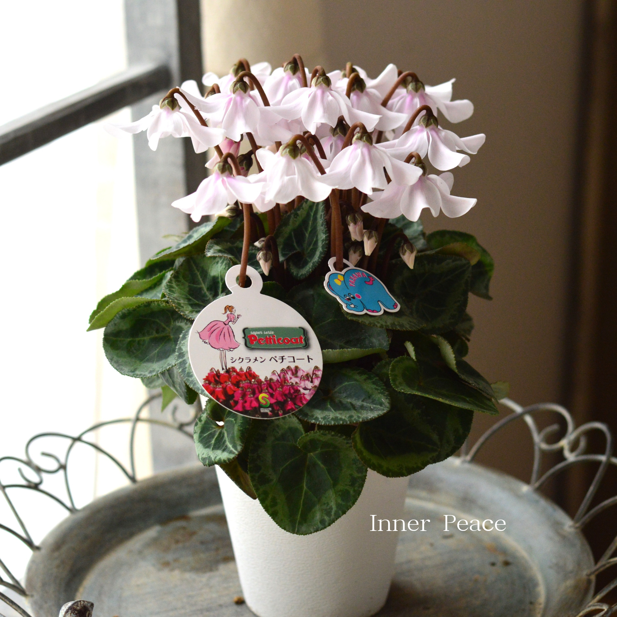 【希少】 シクラメン 『ペチコート』　　４寸プラ鉢