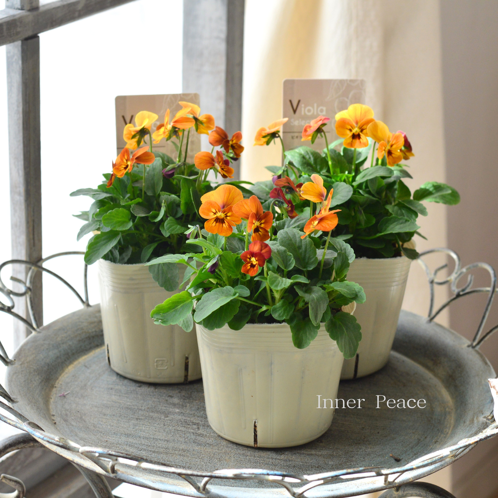 【アンティーク】 ビオラ 『コリーナテラコッタ』　3.5寸POT