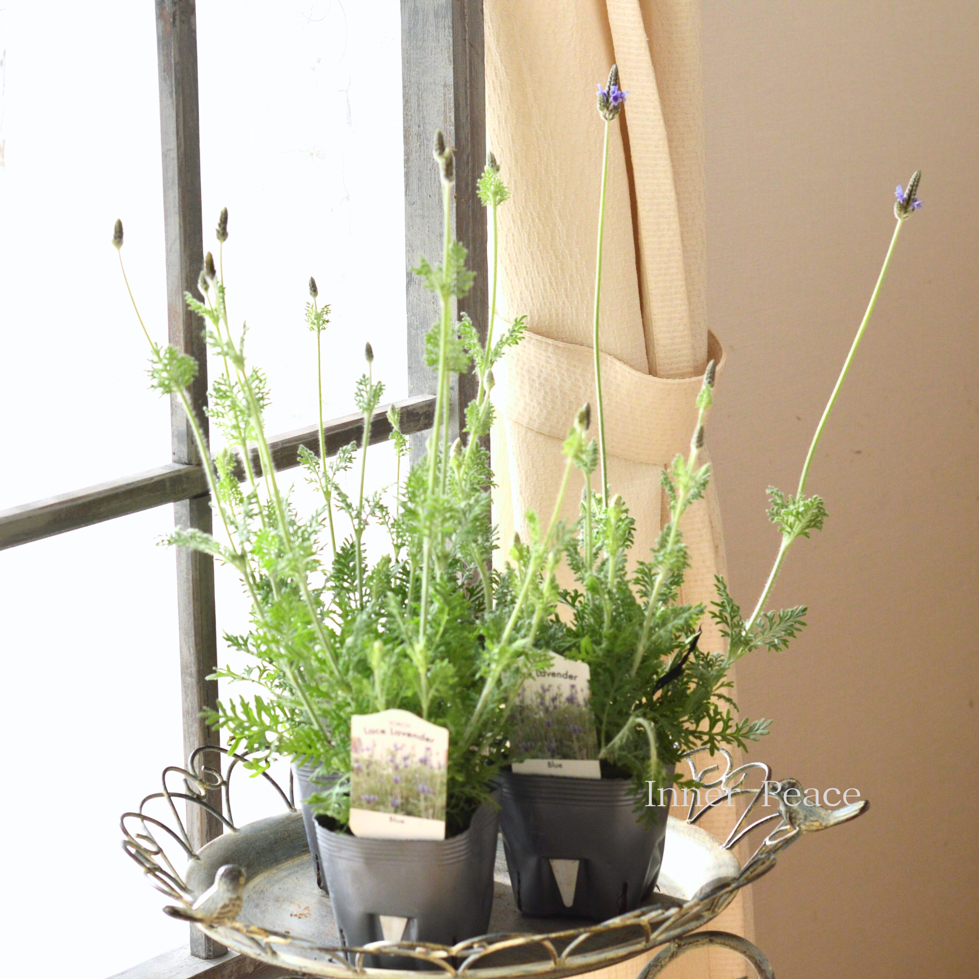 【美しい】 レースラベンダー 『トーチ・ブルー』 　3.5寸POT