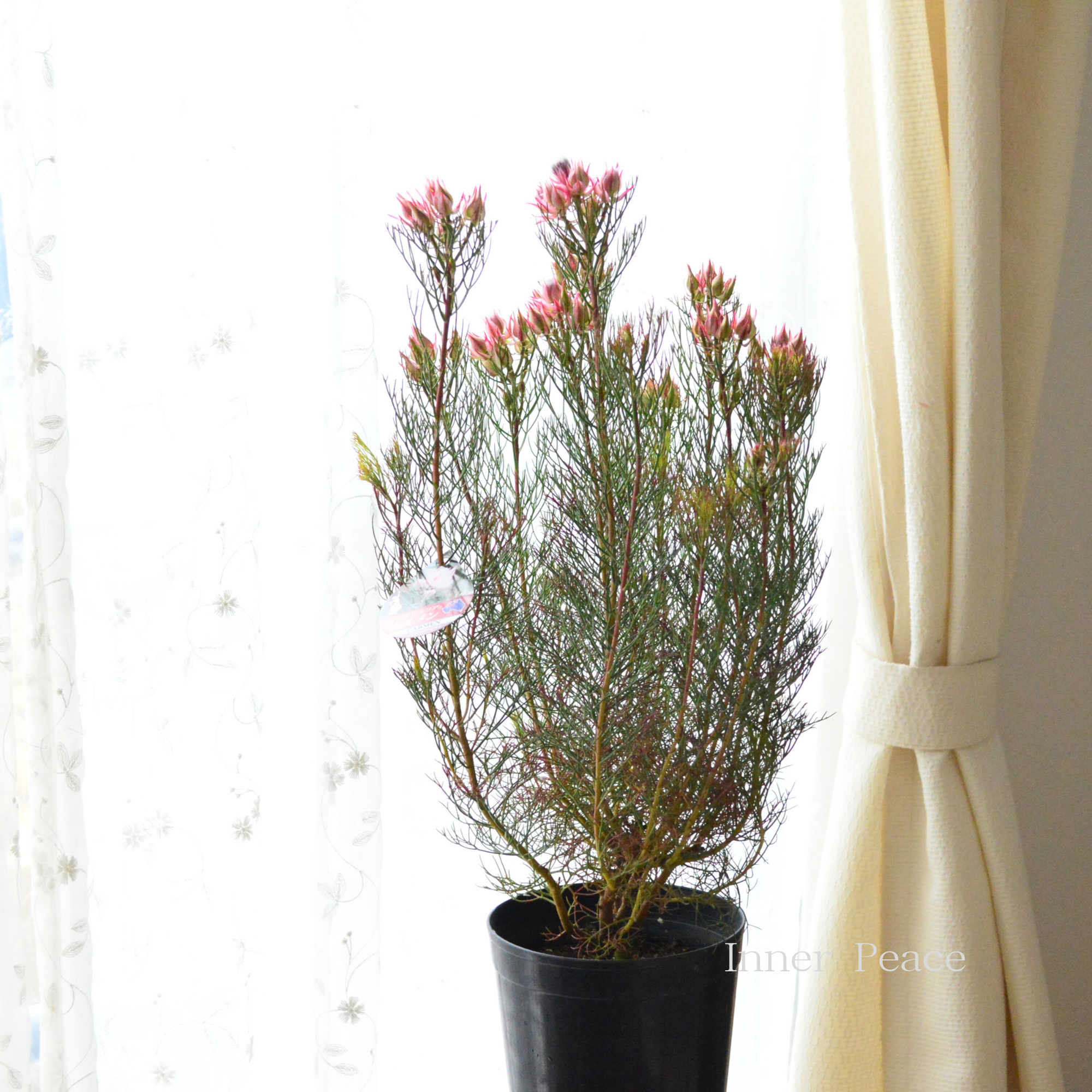 【大苗】 ジョーイセルリア　『カルメン』　６号鉢