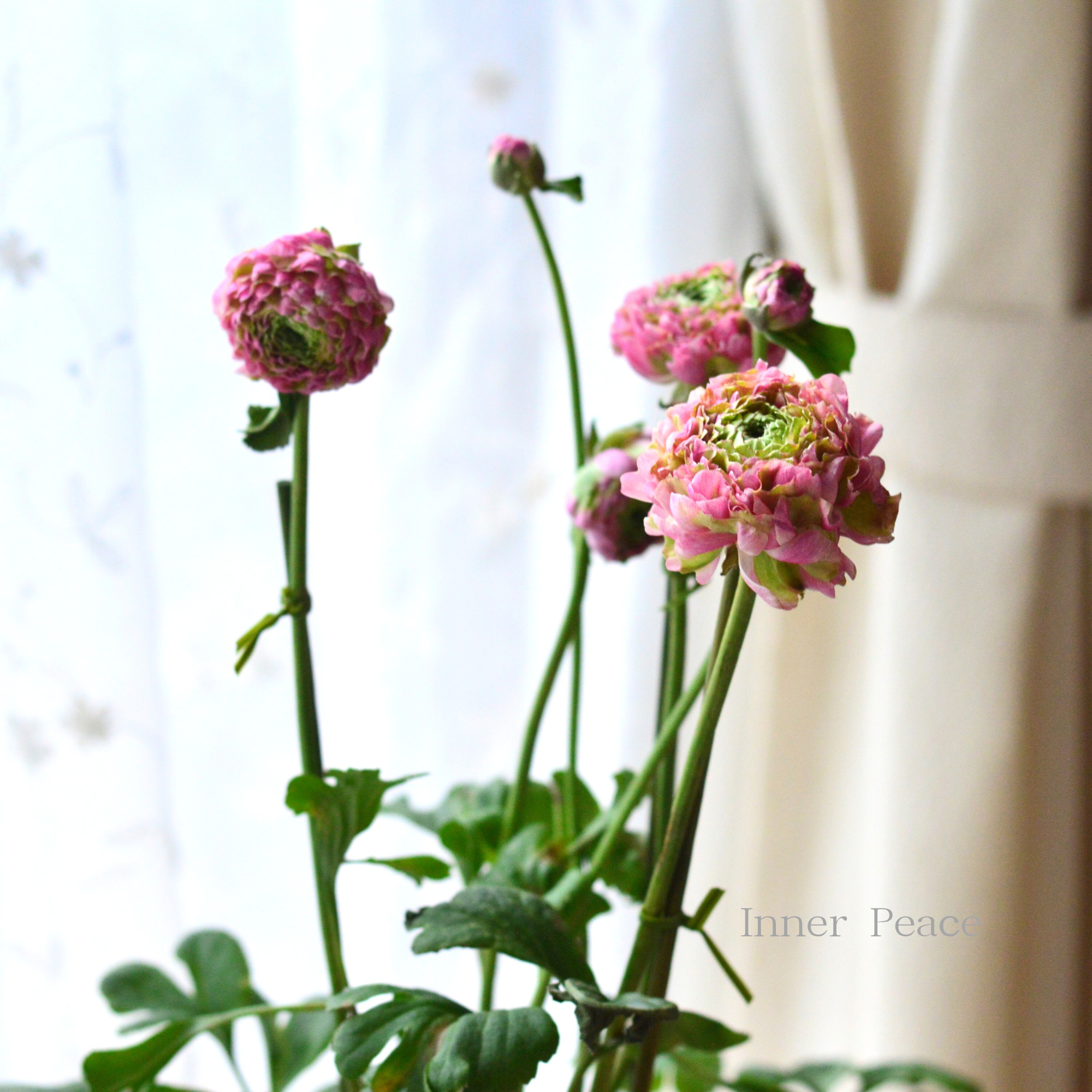 人気】 ラナンキュラス・ポンポン 『マルヴァ』 6号鉢