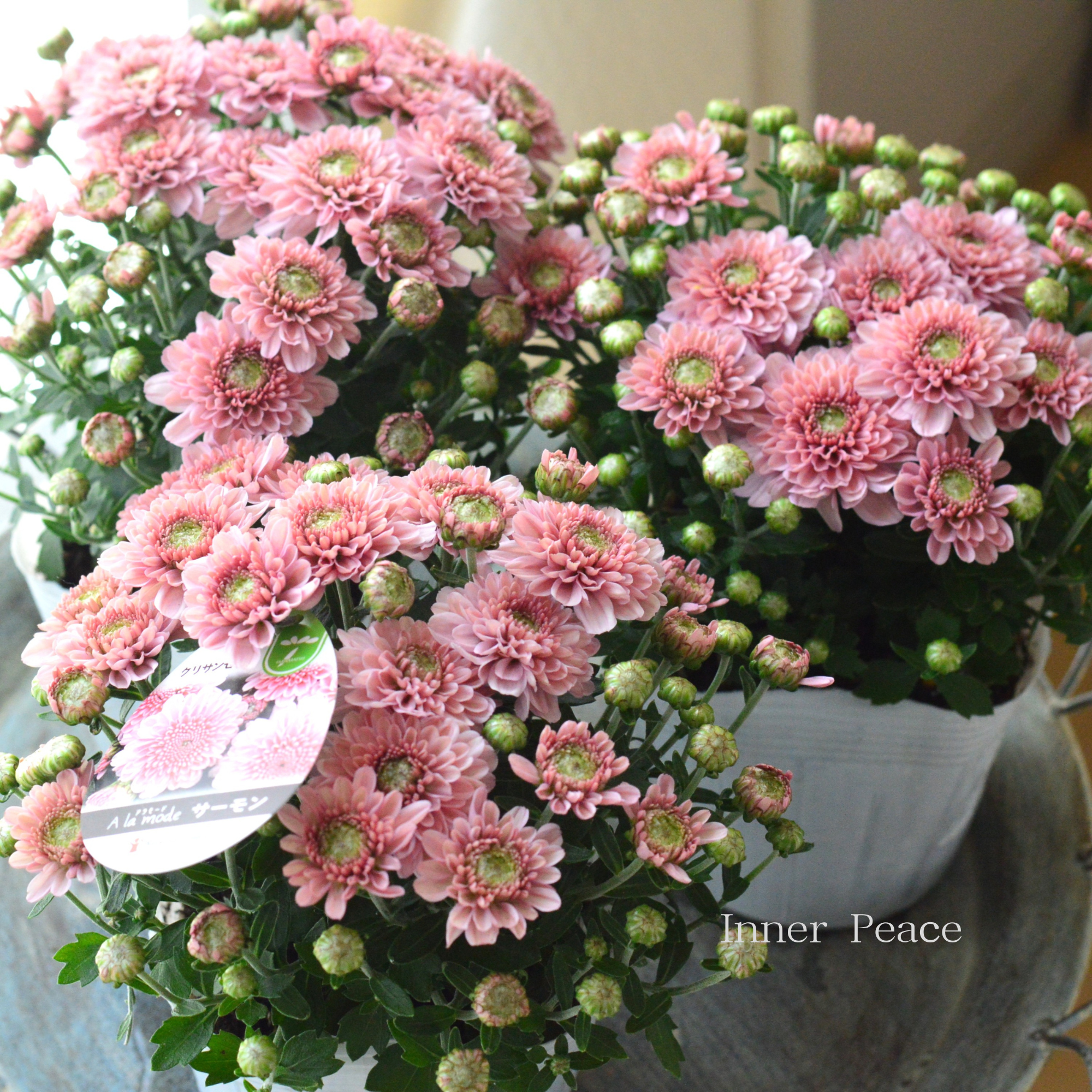 【アンティーク】 クリサンセマム・アラモード　『サーモン』　  3.5号POT