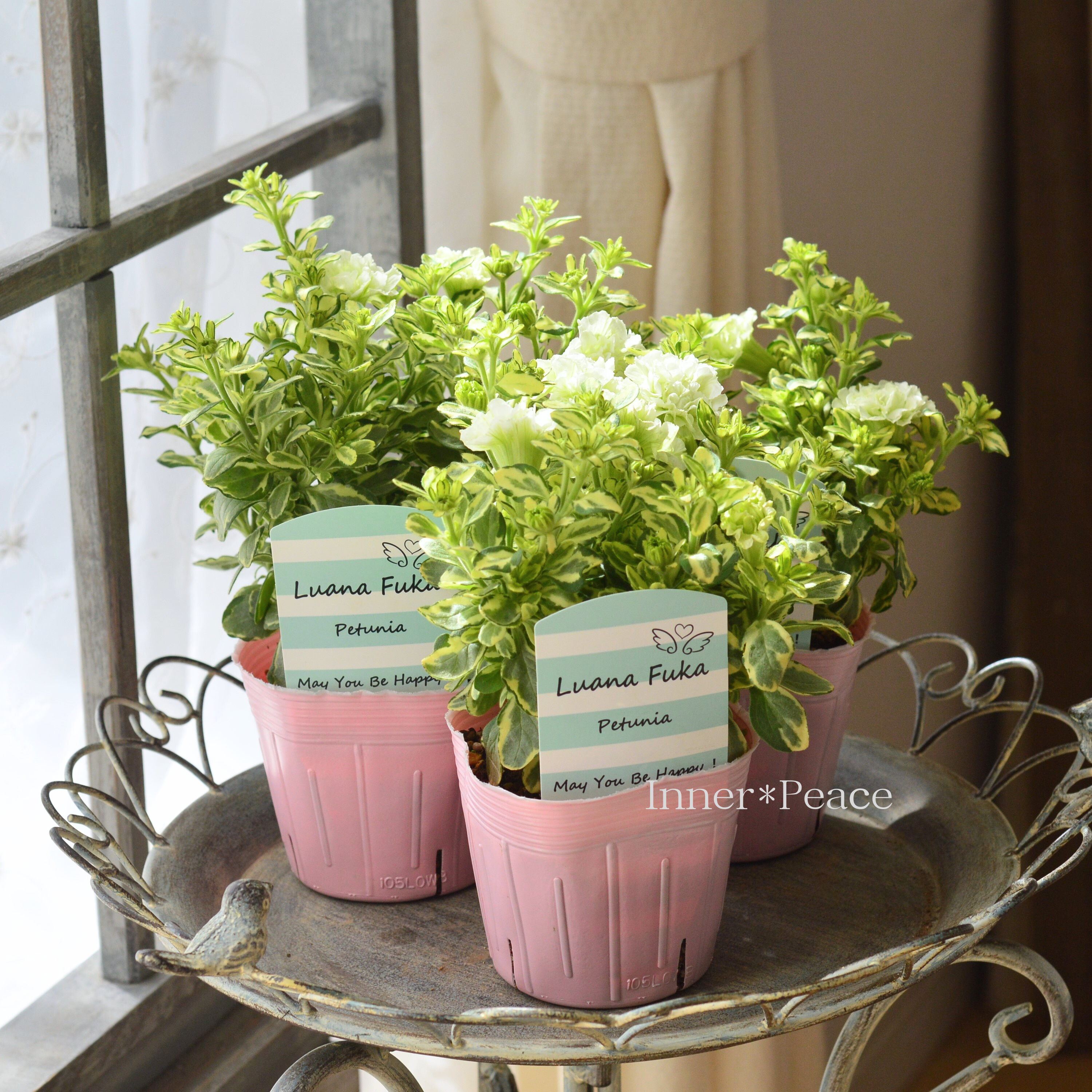 【希少】 斑入りペチュニア 『ルアナフーカ』　3.5寸POT
