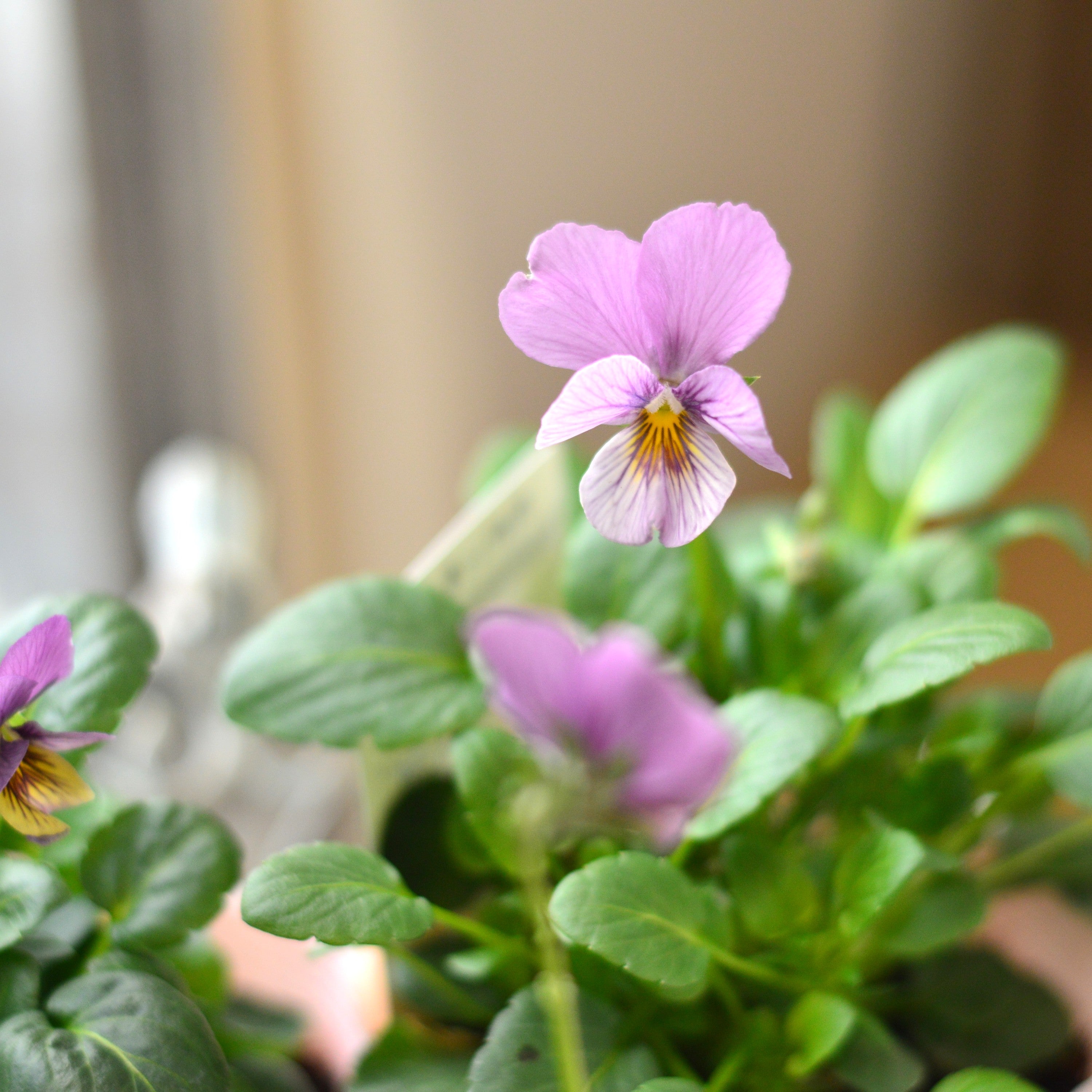 【石村あさみさん育種】 ビオラ 『A-STORY・流星　ピンク系』　3.5寸POT