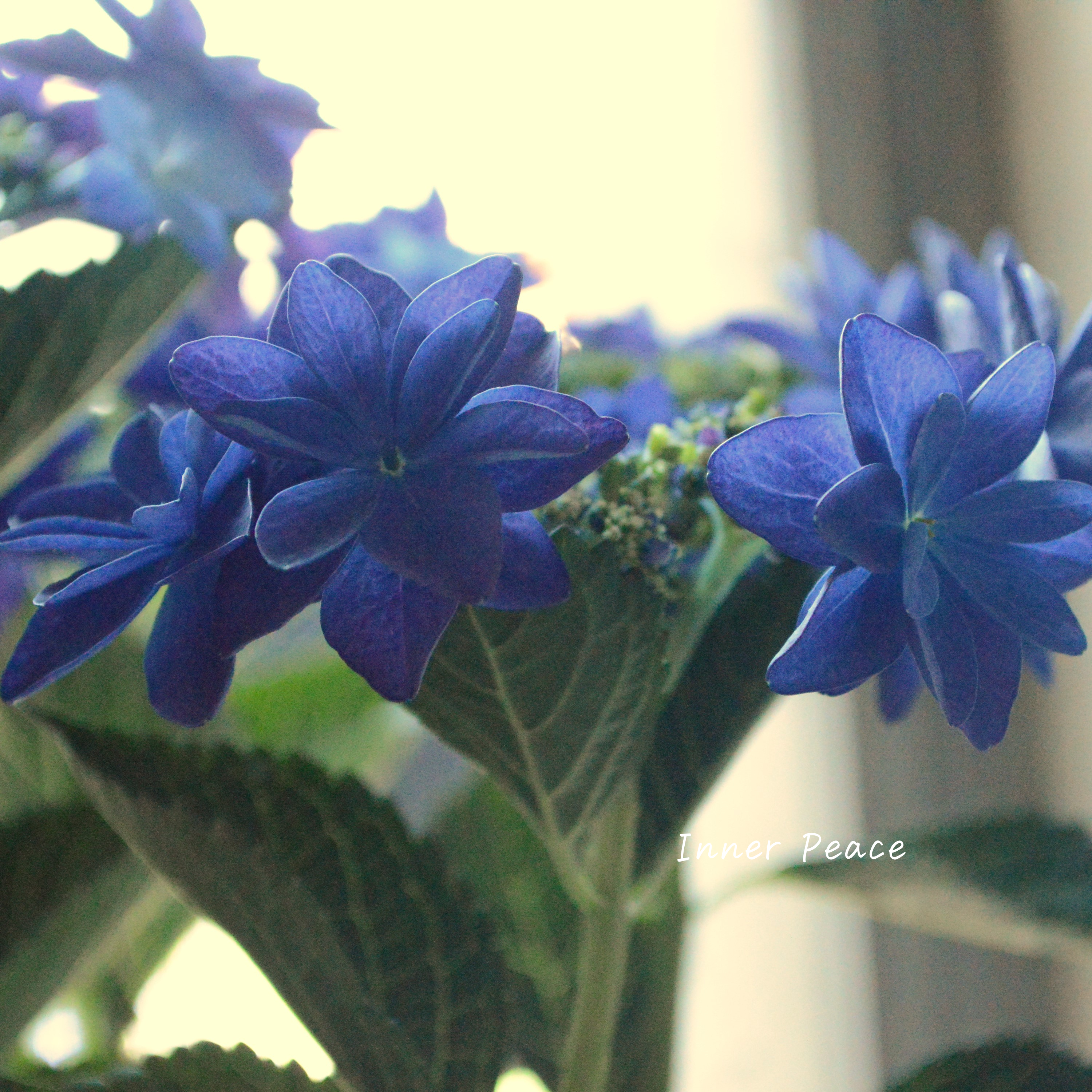 【塩原花園さん】  紫陽花 『ルーリィ』  ５号鉢