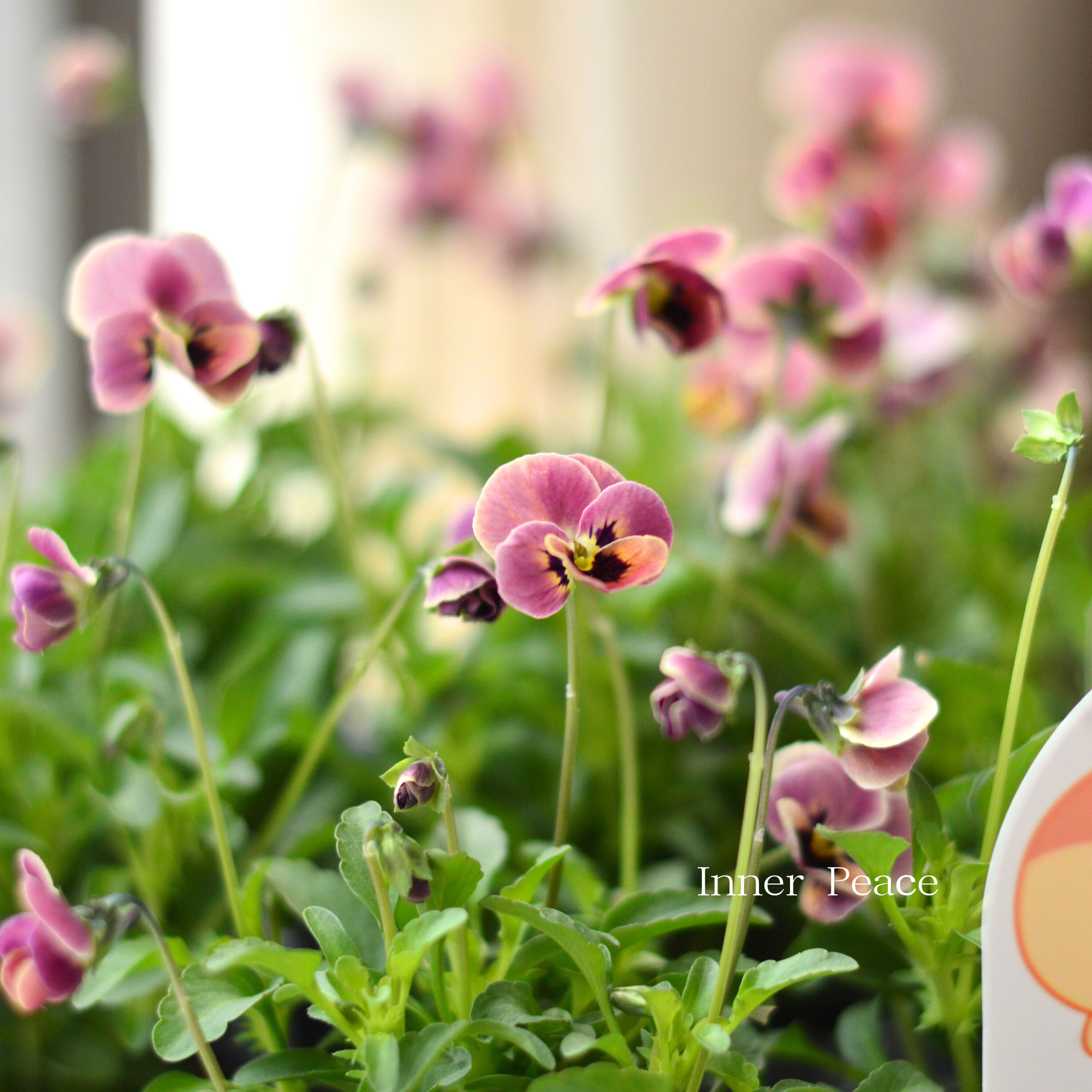 【見元園芸さん】 ビオラ　『ピンクコアラ』　3寸POT